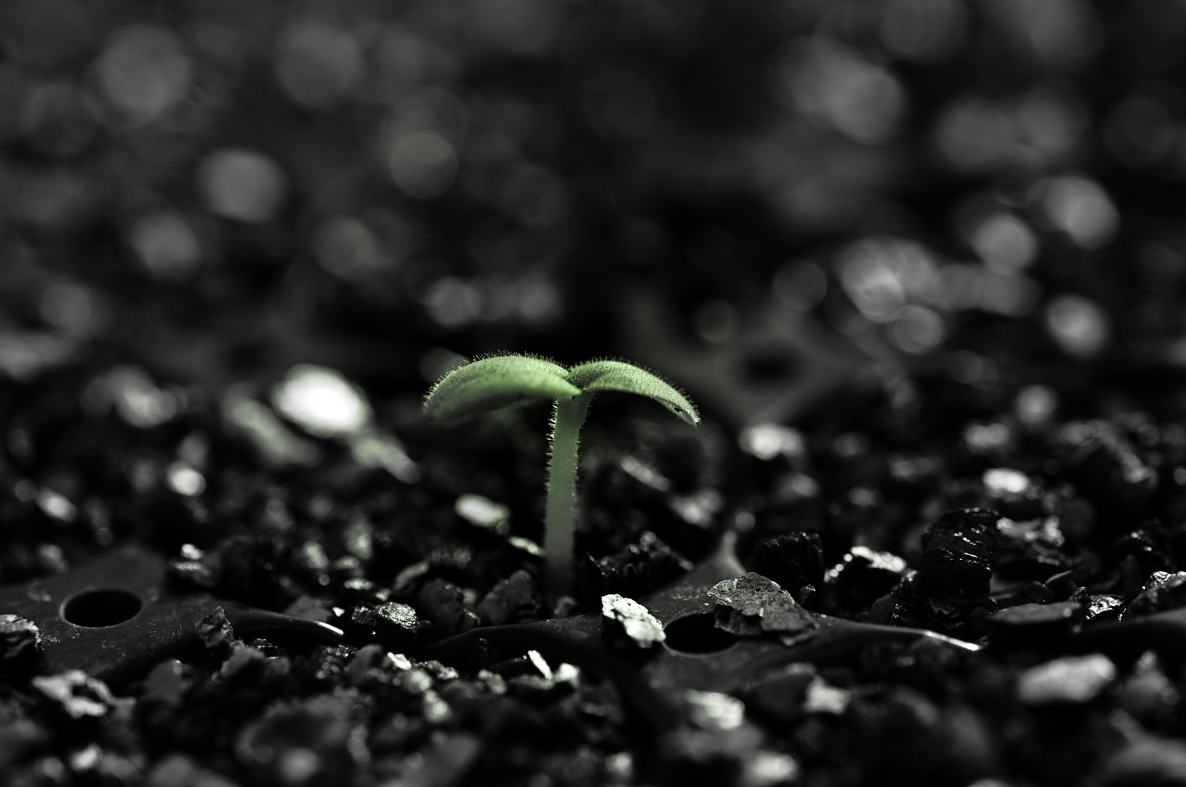 A small green sprout emerging from dark soil