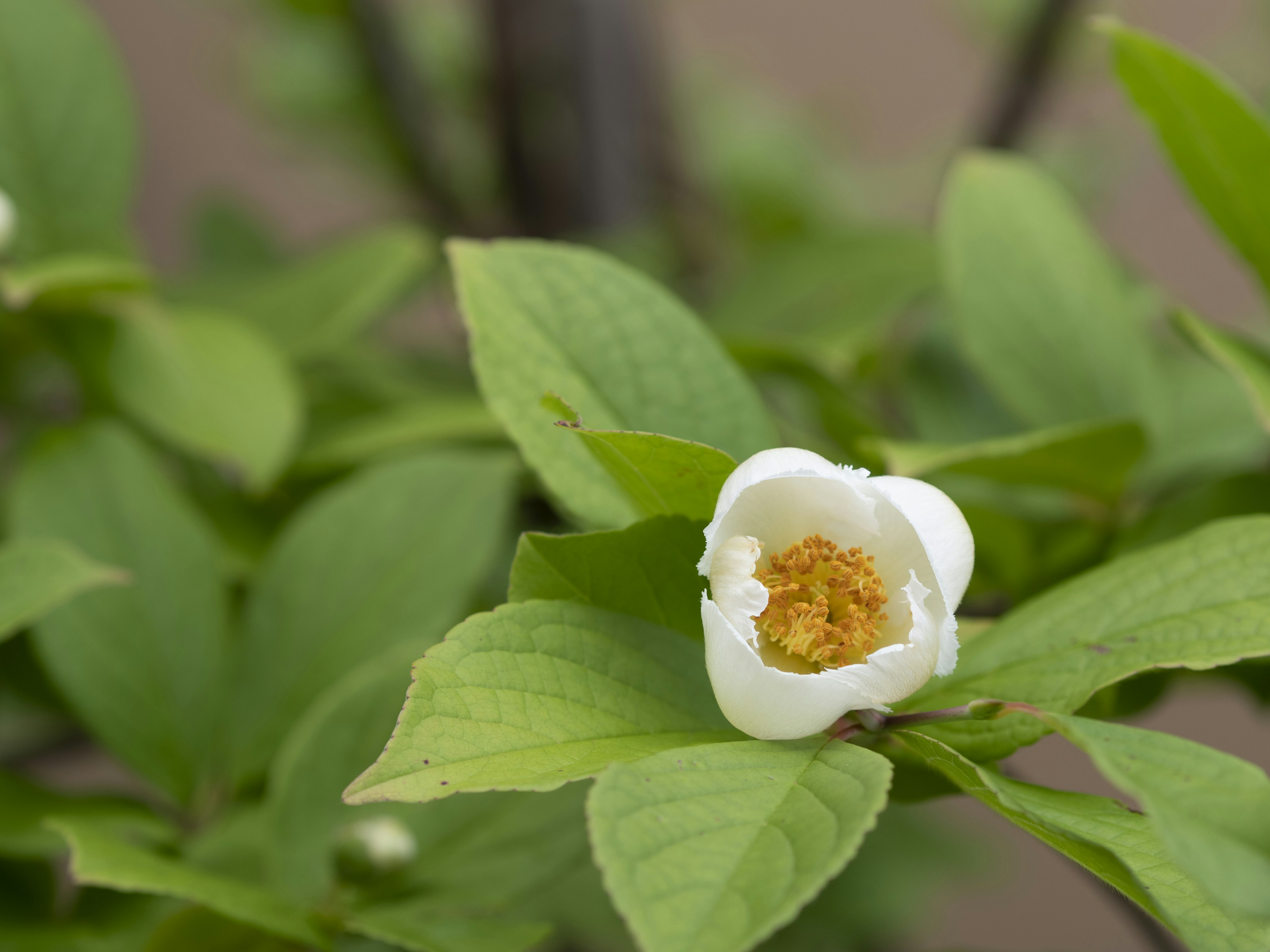 Primo piano di una pianta con fiore bianco e foglie verdi