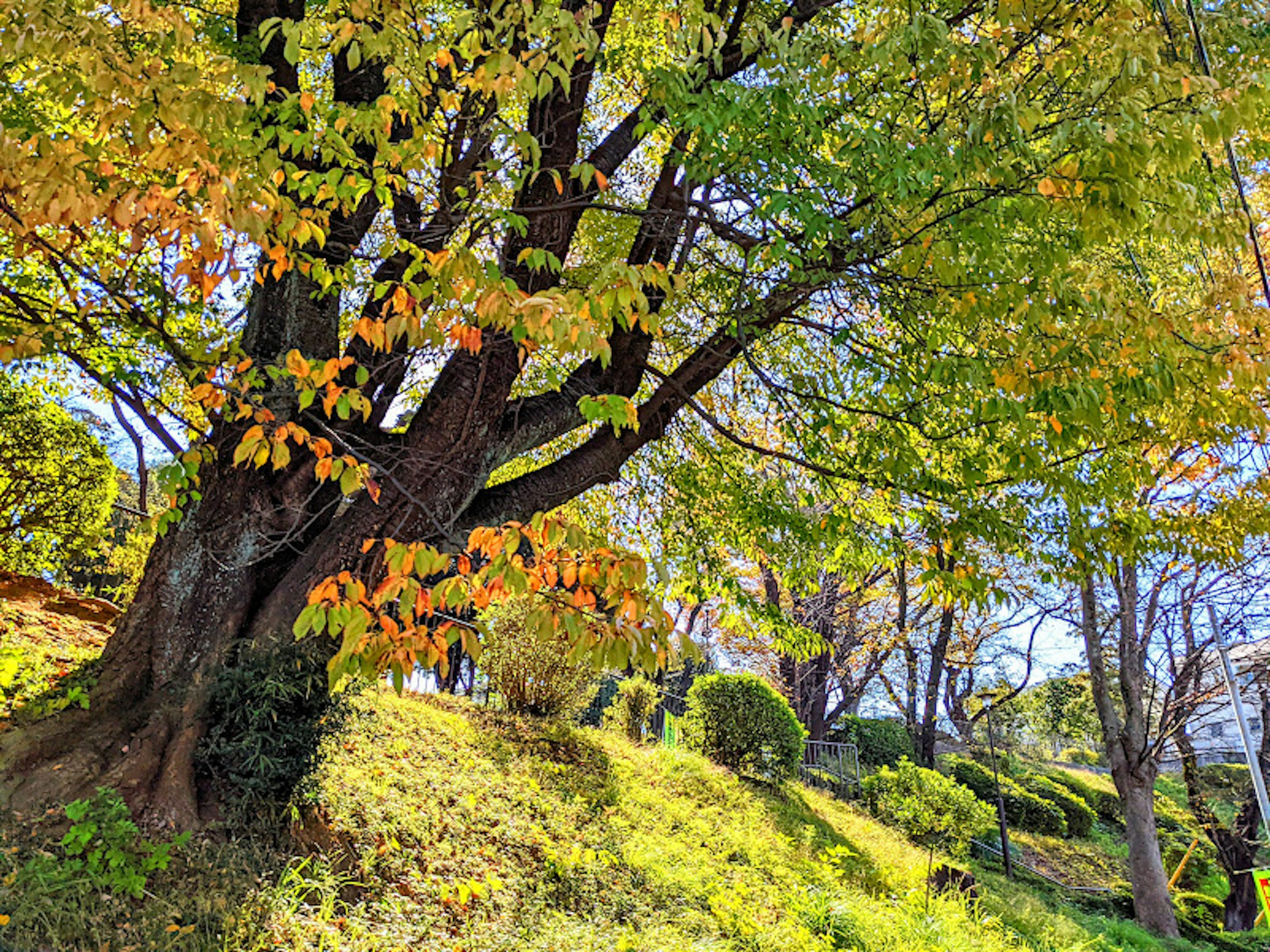 Großer Baum mit herbstlich gefärbten Blättern und grünem Hügel