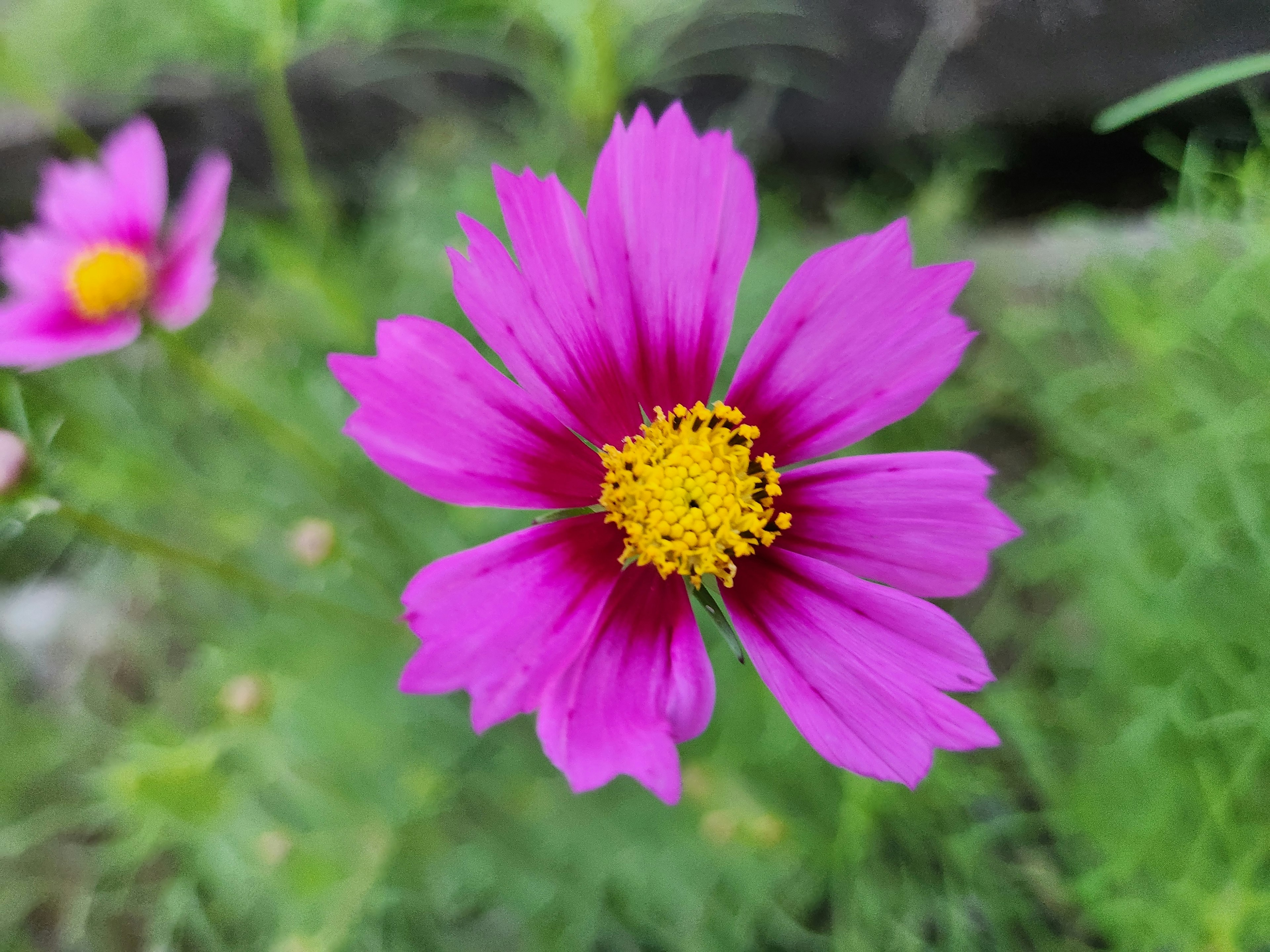 鮮やかなピンクのコスモスの花が中心にあり周囲には緑の葉が見える