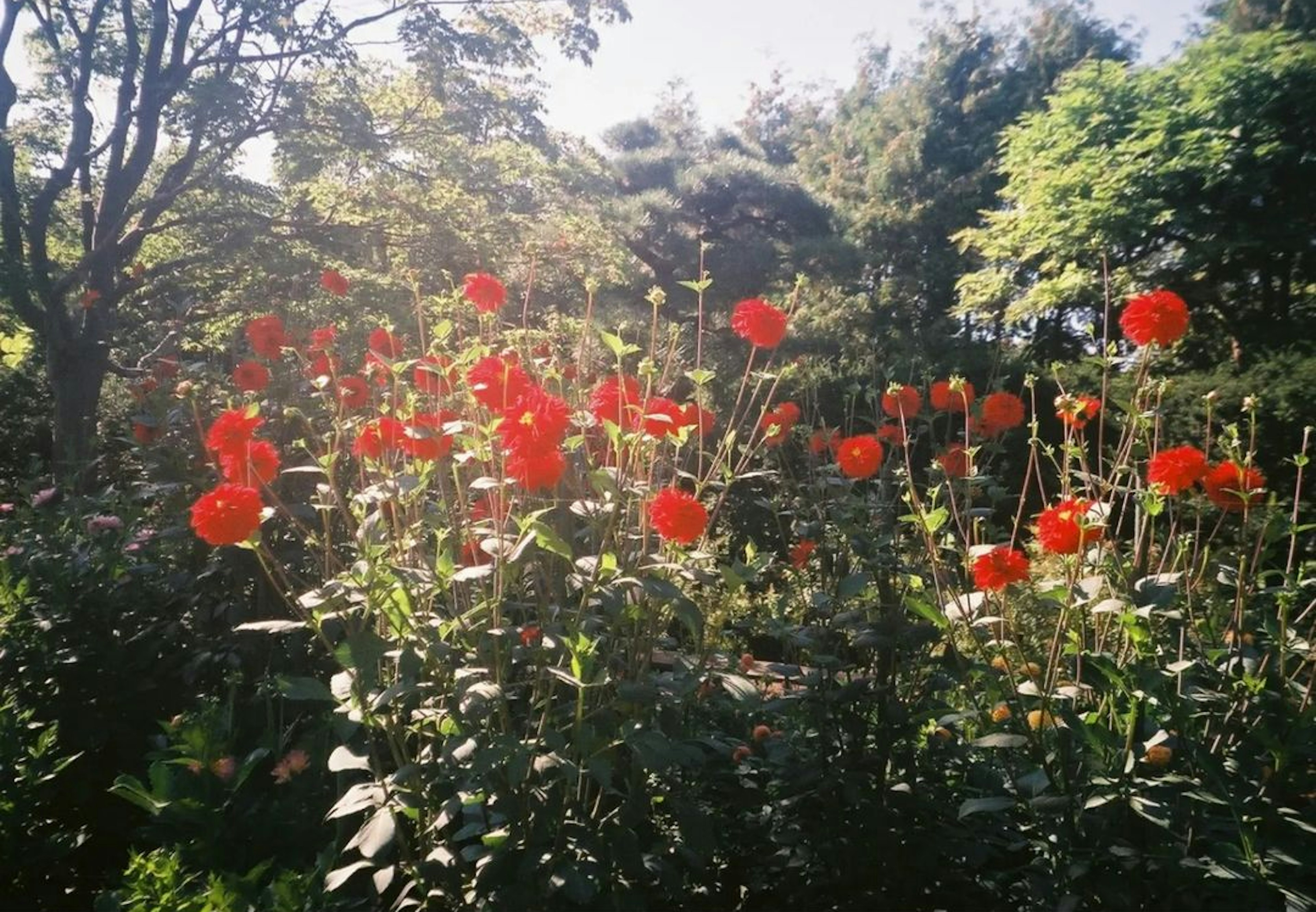 Pemandangan taman dengan bunga merah yang mekar