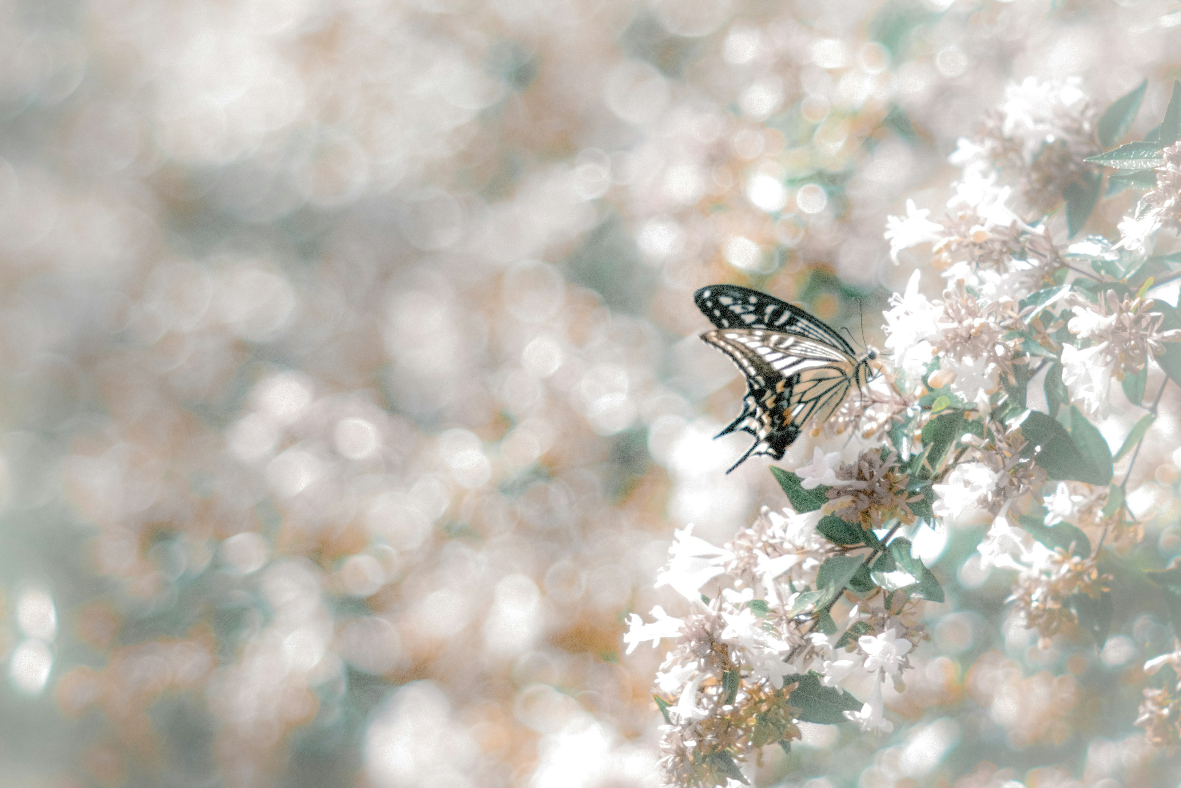 Ein Schmetterling, der auf sanft gefärbten Blumen ruht