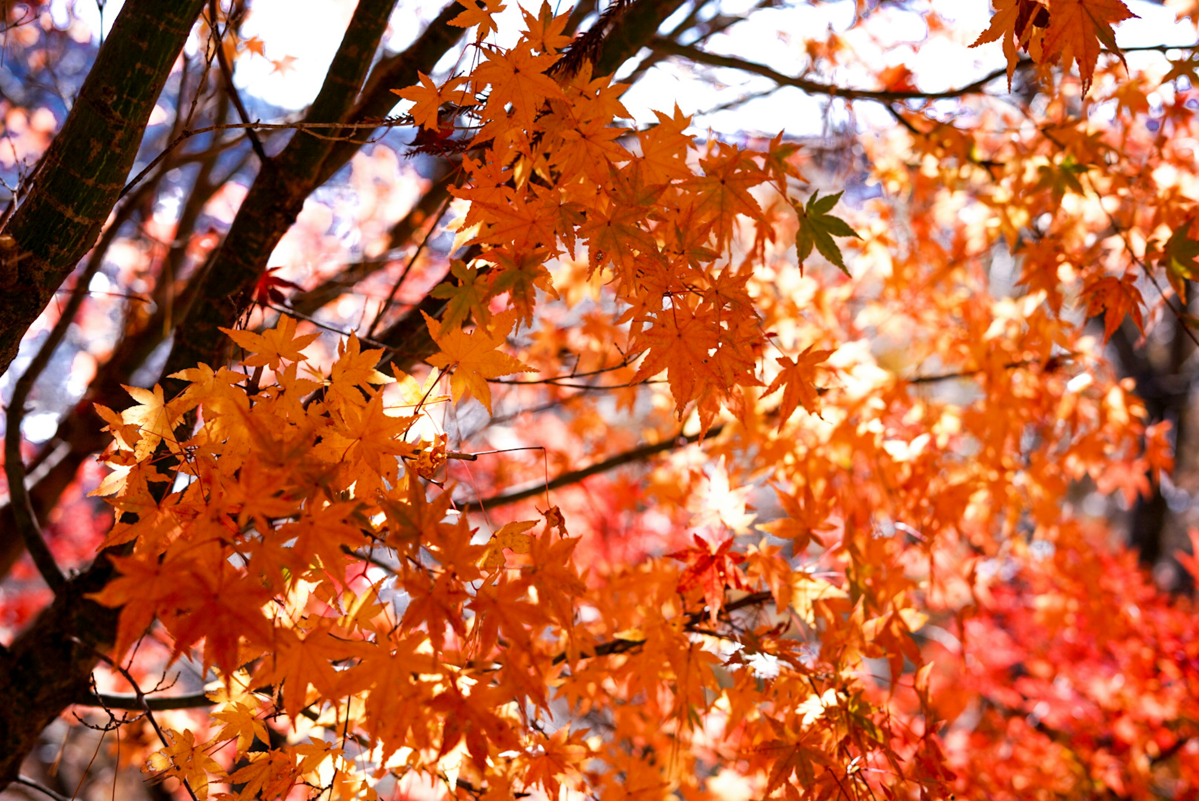 秋の紅葉が鮮やしいオレンジ色の葉が茂る木々