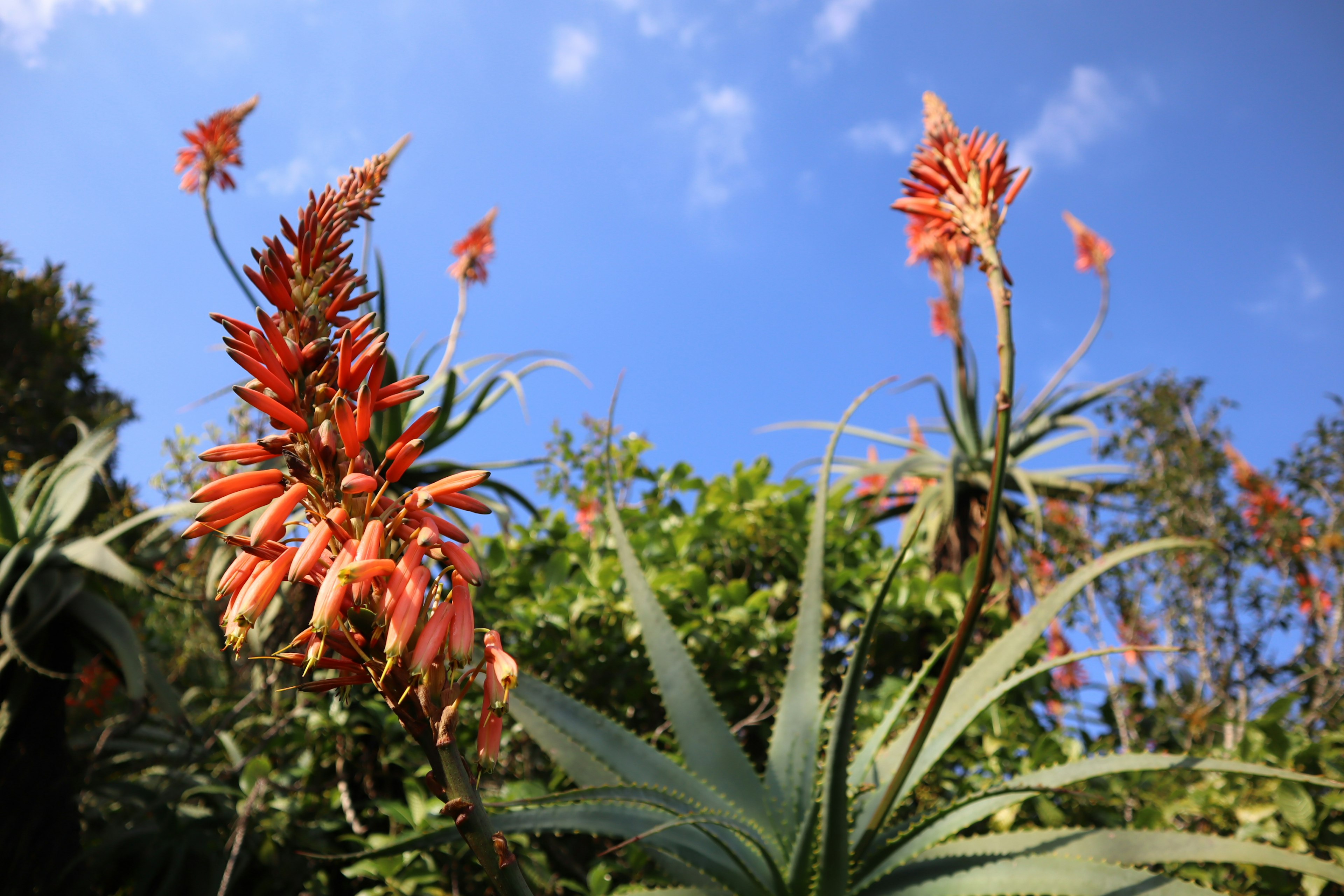 Aloe plants with vibrant orange flowers under a blue sky