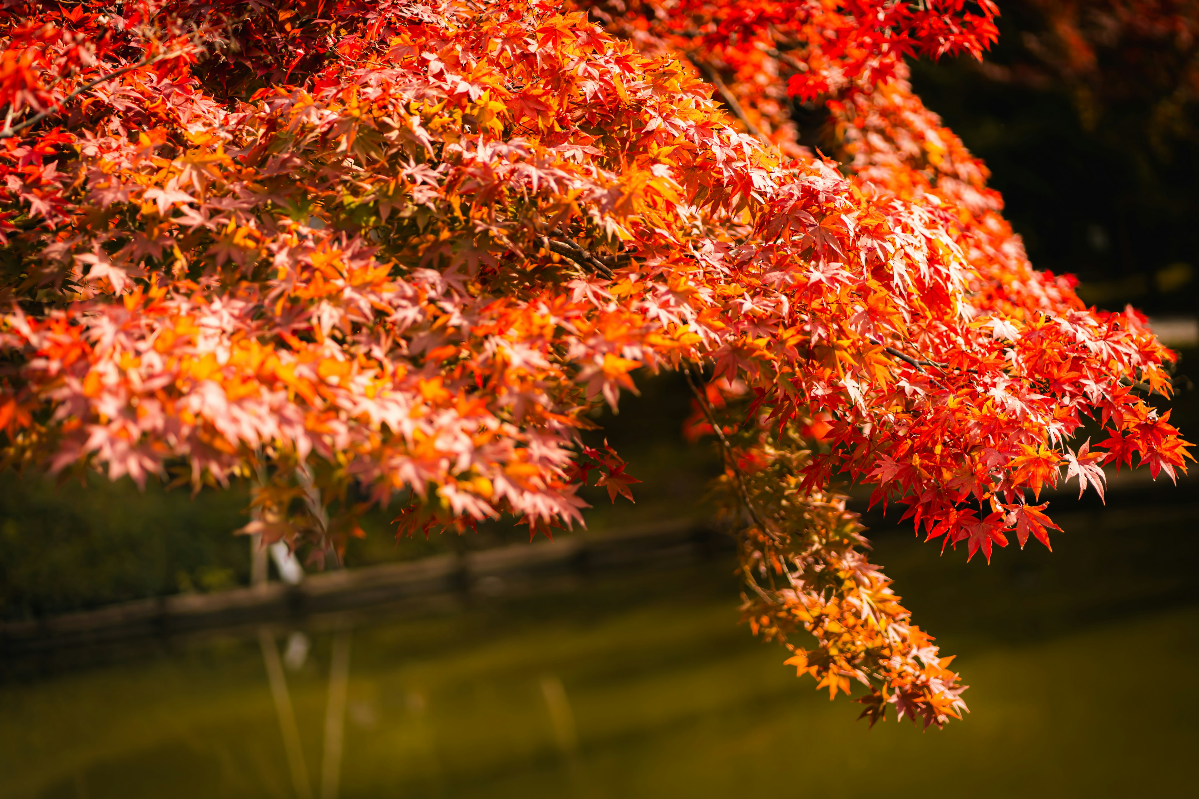 Feuilles d'érable rouges vibrantes réfléchies sur la surface de l'eau