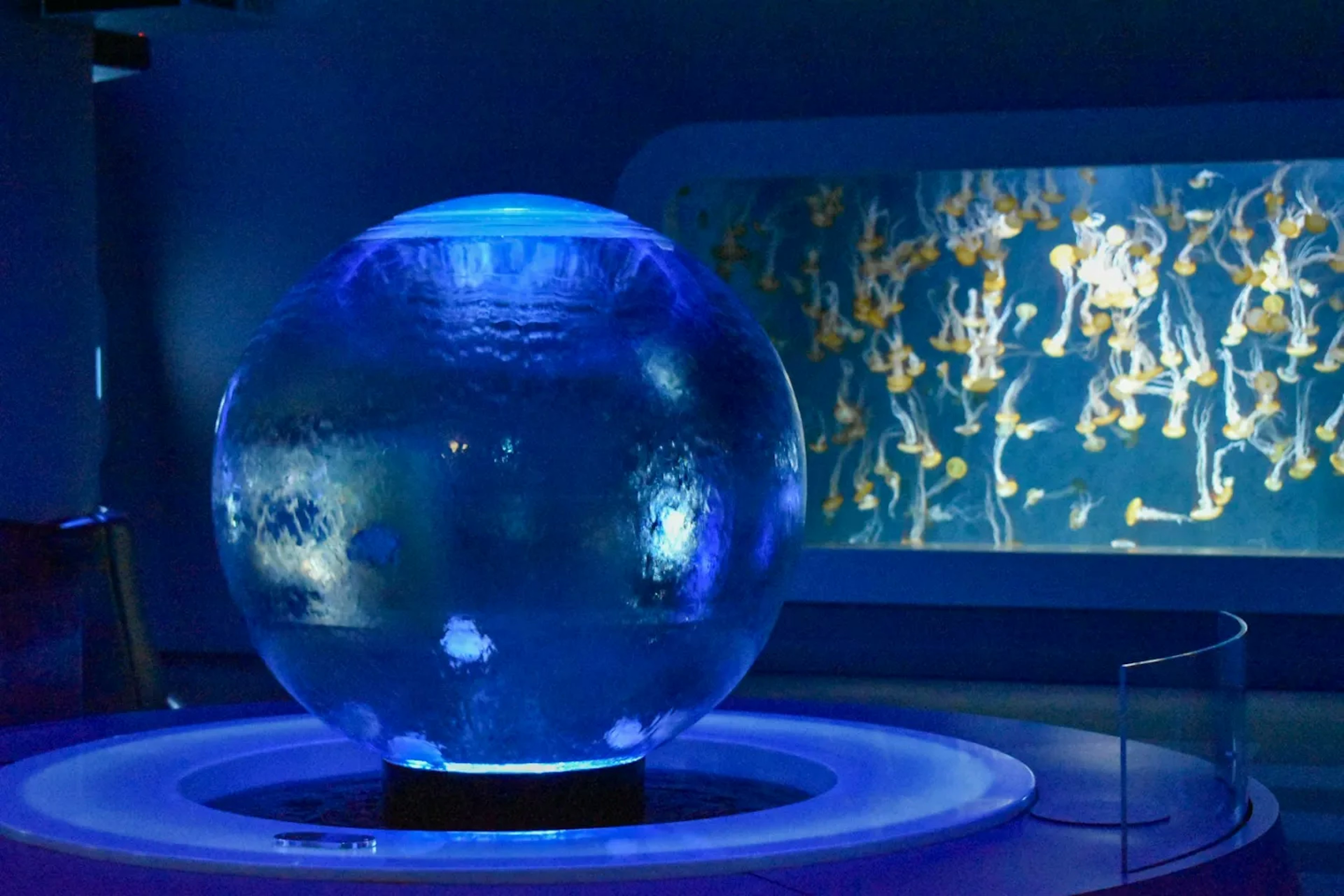 Aquarium with aquatic life in a blue tank and jellyfish art in the background