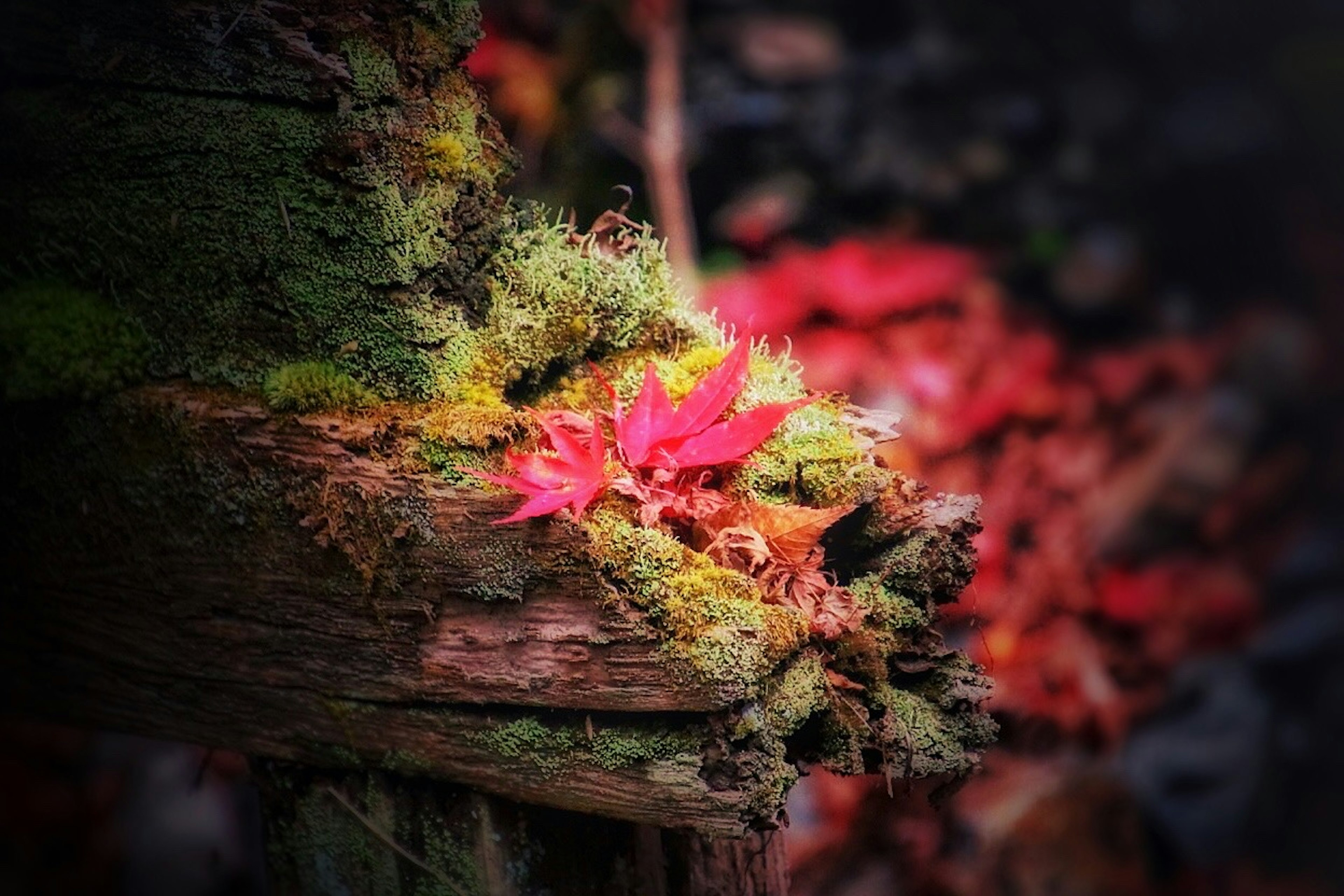 Gros plan d'un tronc de bois recouvert de mousse avec des feuilles rouges vives