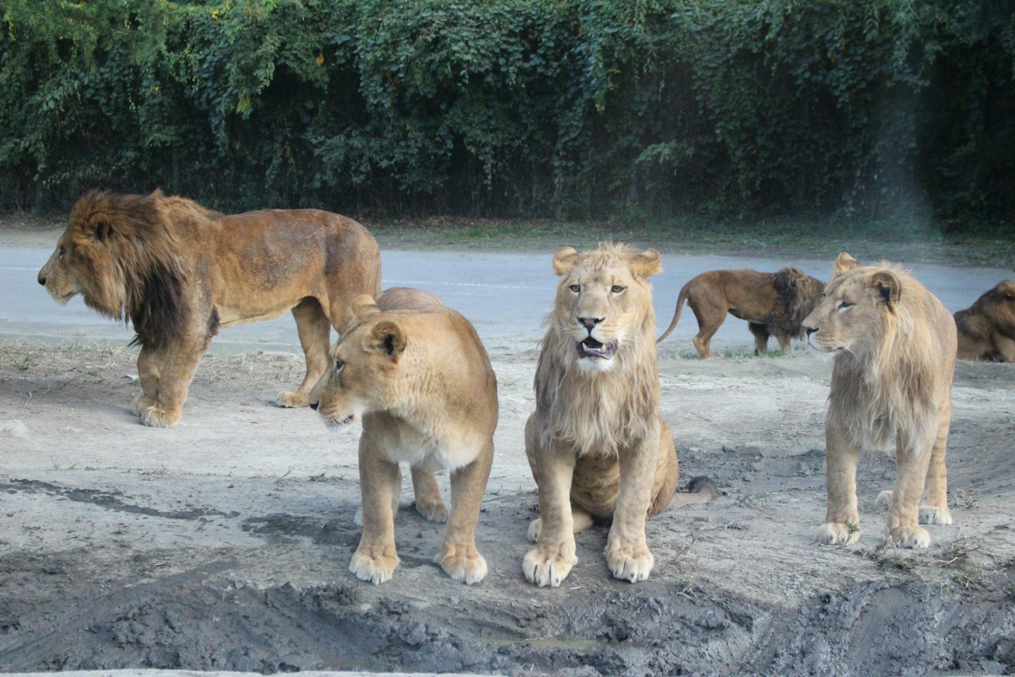 A group of lions including a male and several females gathered together in a natural setting with greenery in the background