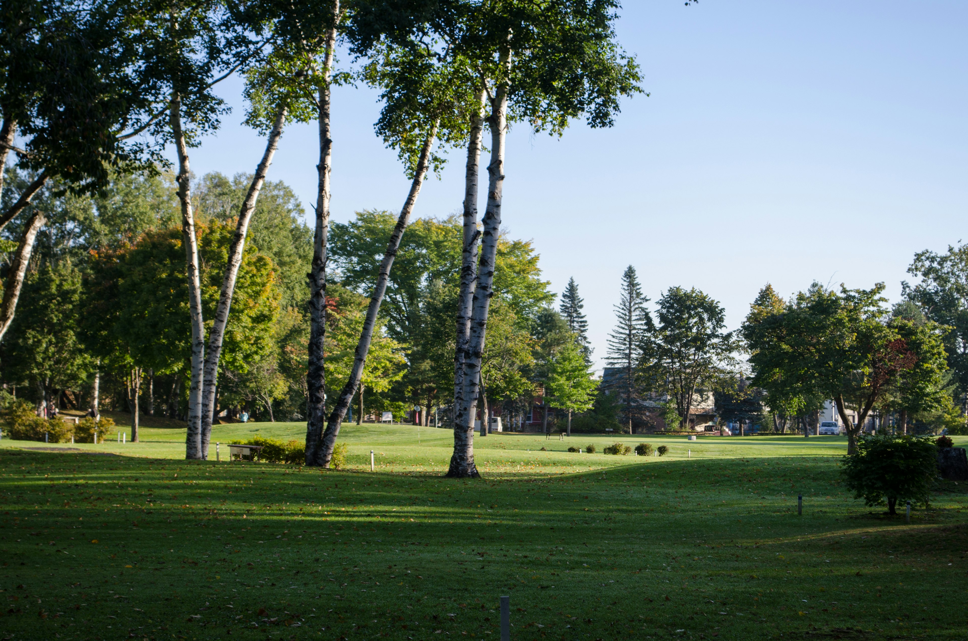 Paysage de parc verdoyant avec de grands arbres et un ciel bleu clair