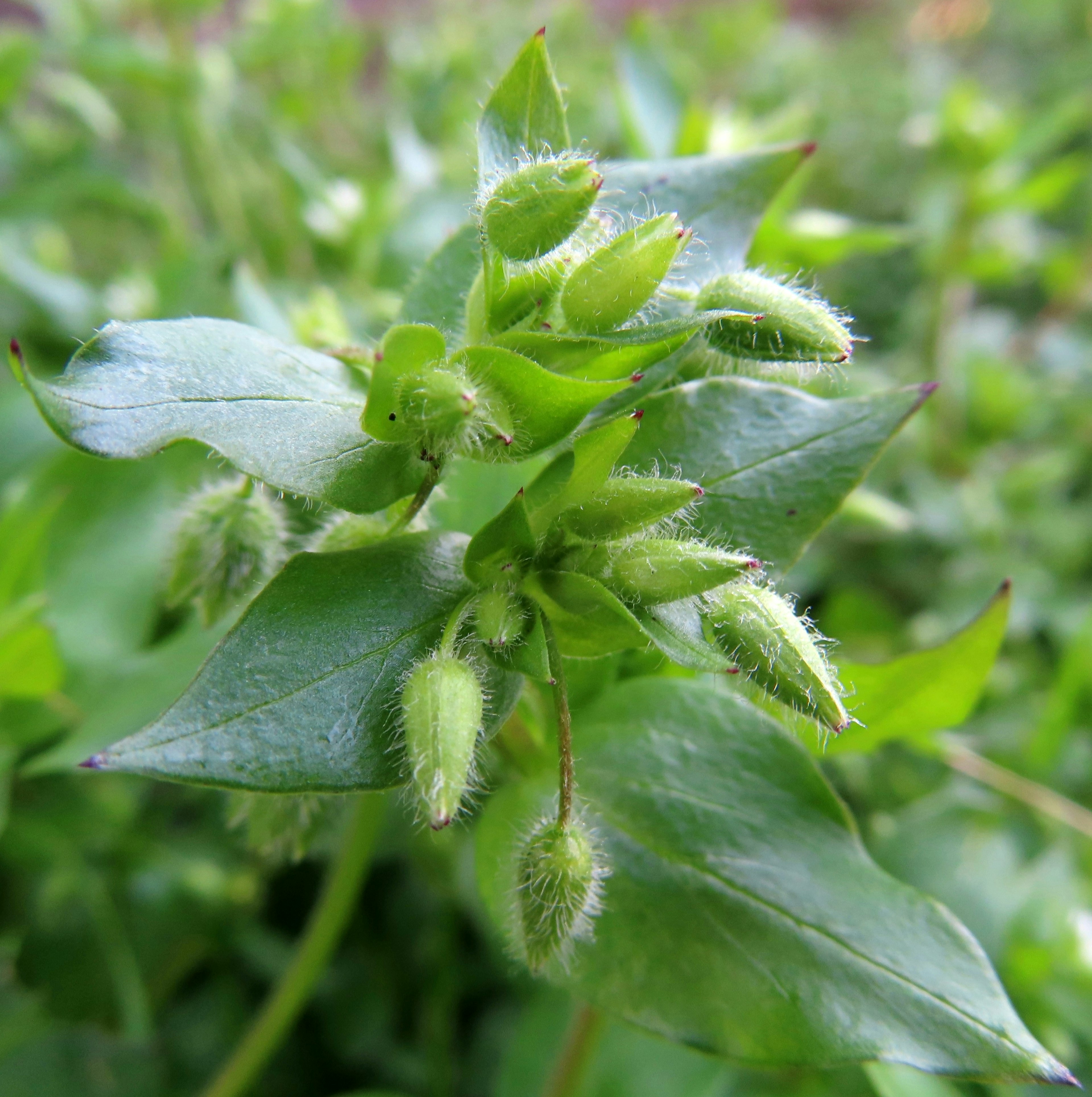 緑色の葉の上に小さなつぼみが見える植物のクローズアップ