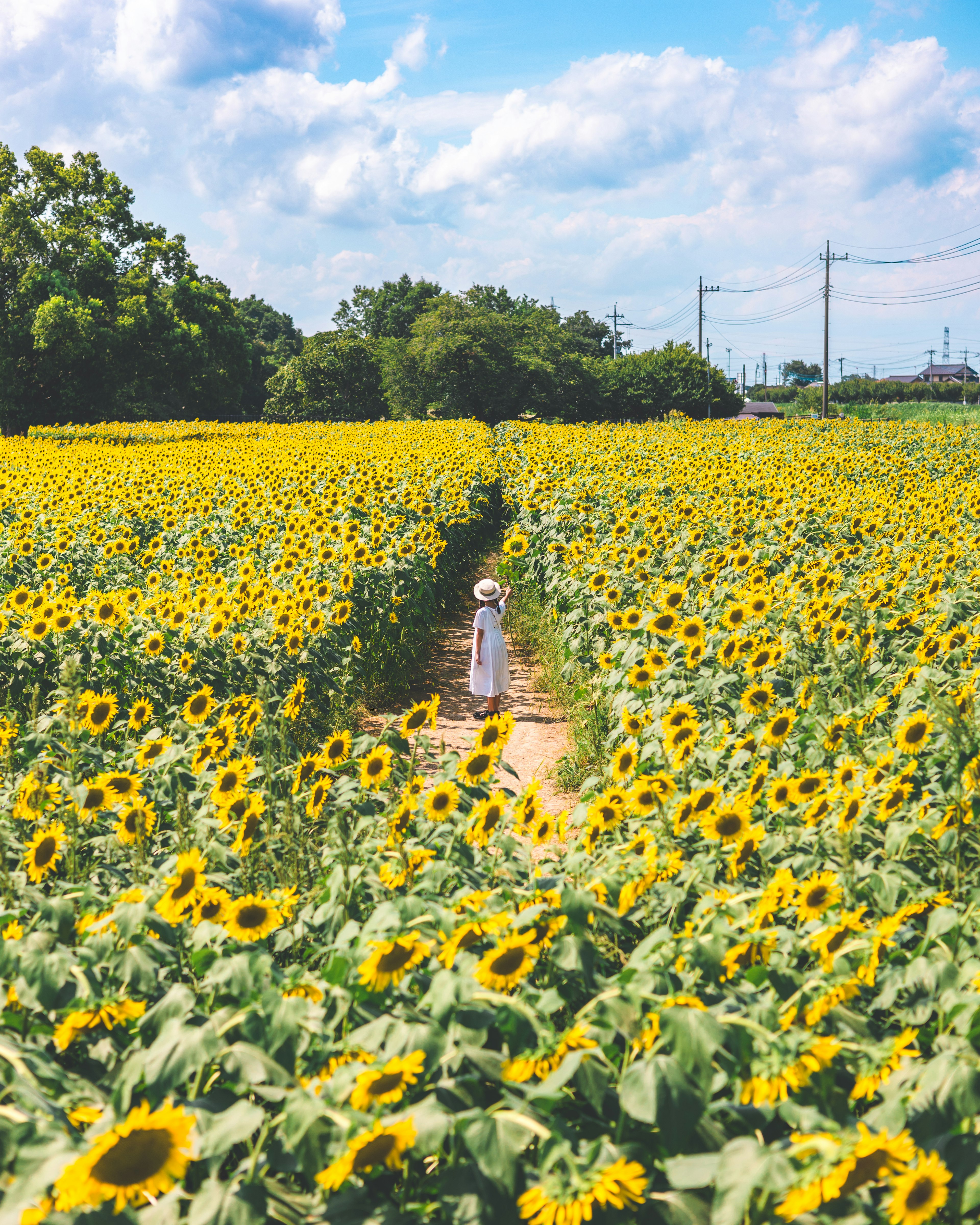 Una persona in bianco che cammina in un vasto campo di girasoli