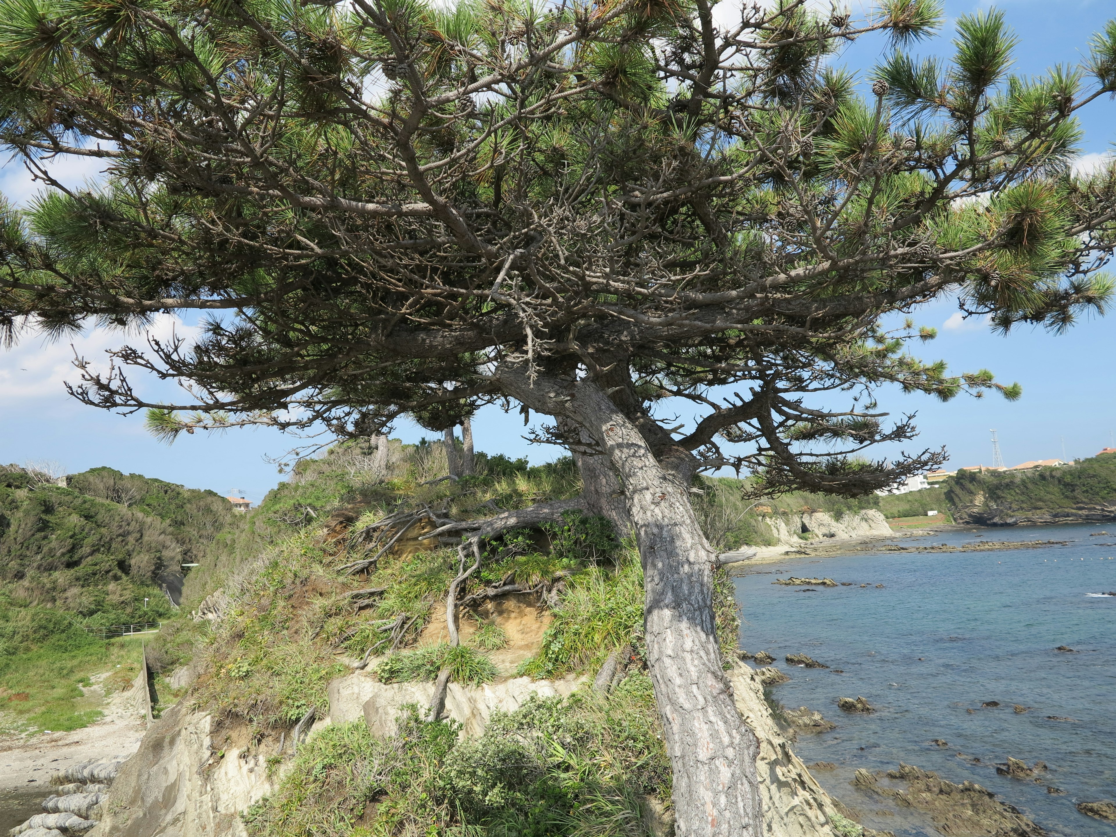 Albero di pino sulla costa con vegetazione lussureggiante