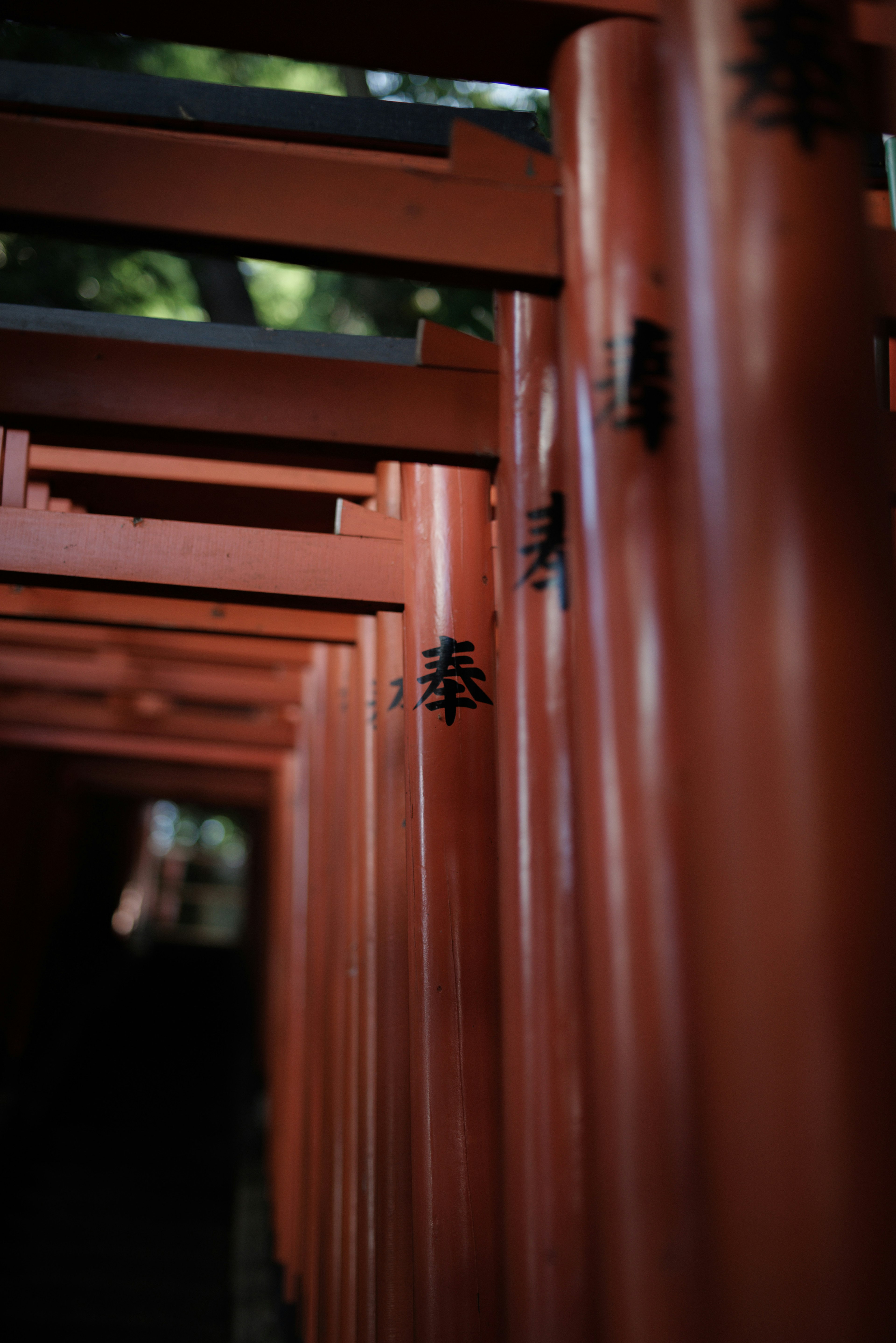 A row of red torii gates in a shrine setting