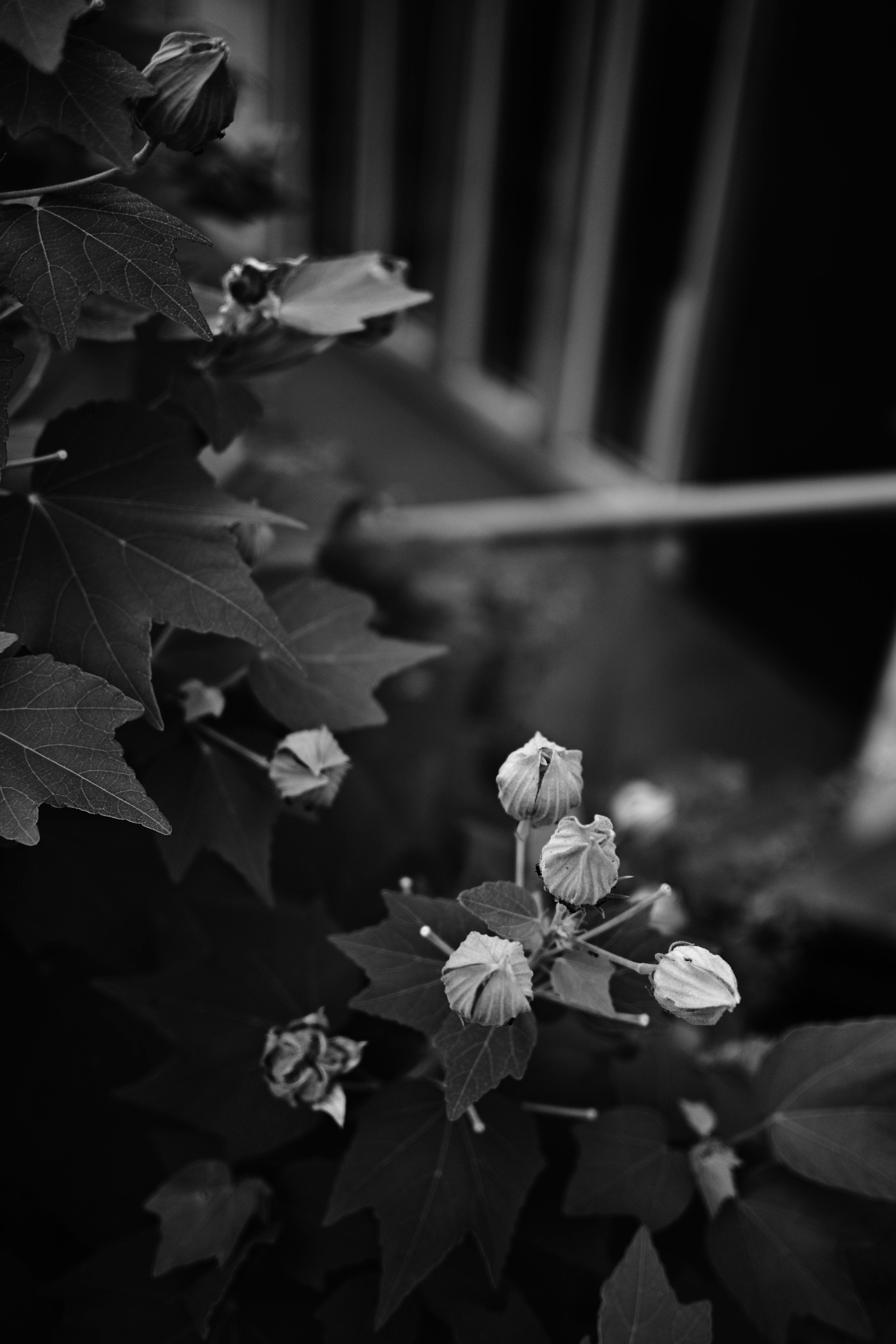 Image en noir et blanc d'une plante avec des boutons floraux et des feuilles