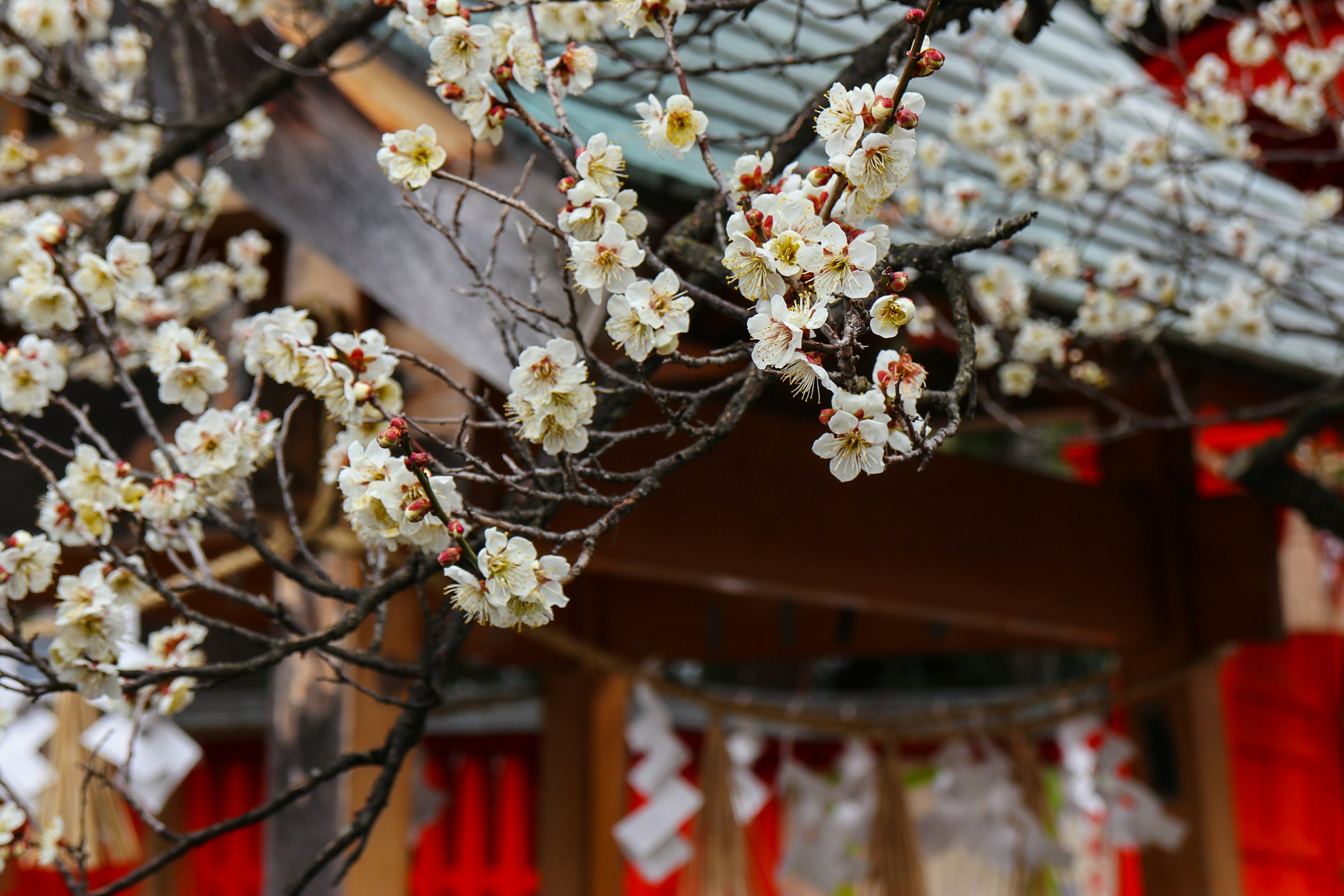 白い花が咲き誇る枝と赤い背景の神社の一部