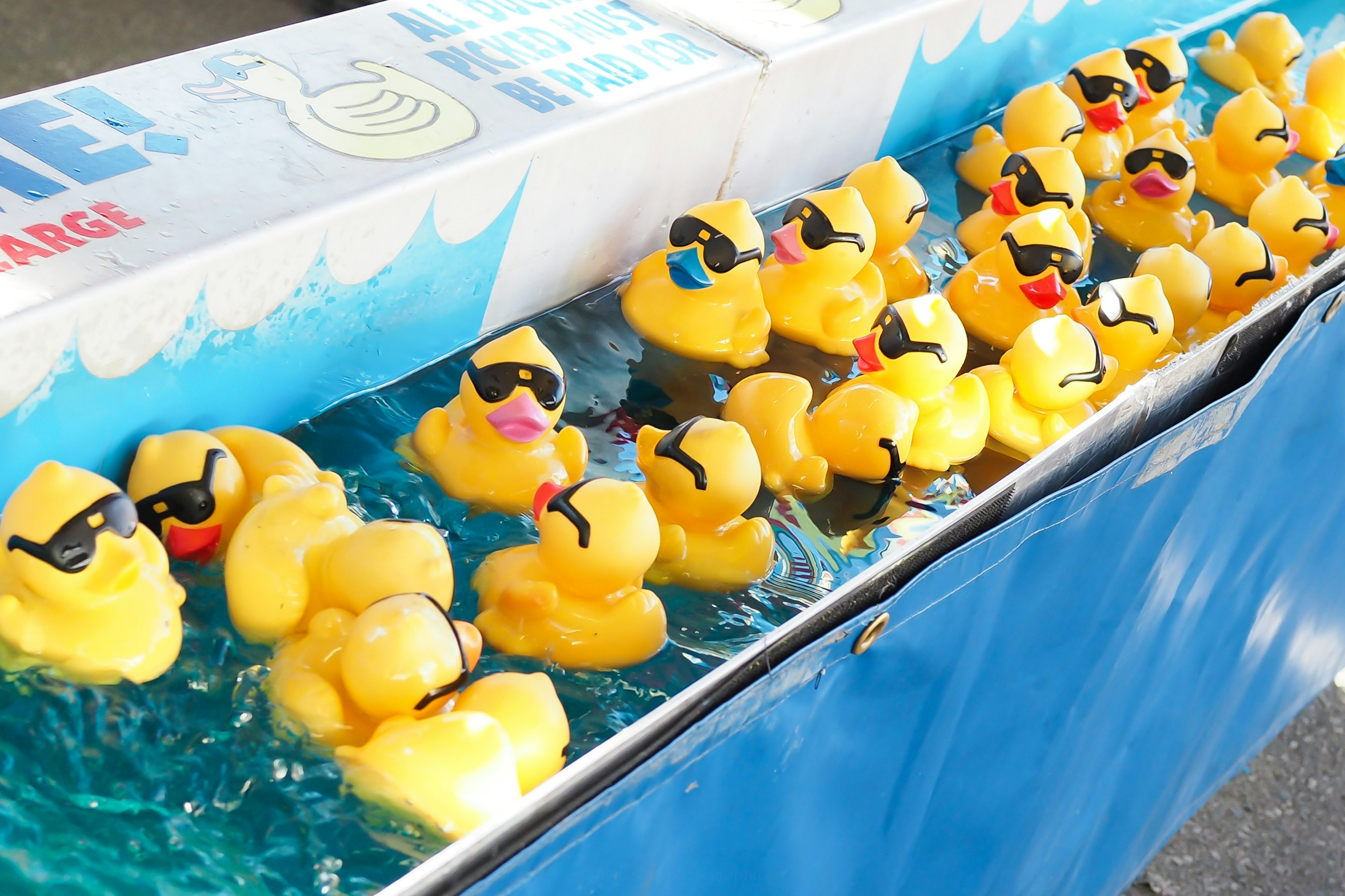 Canards en caoutchouc jaunes portant des lunettes de soleil flottant dans l'eau