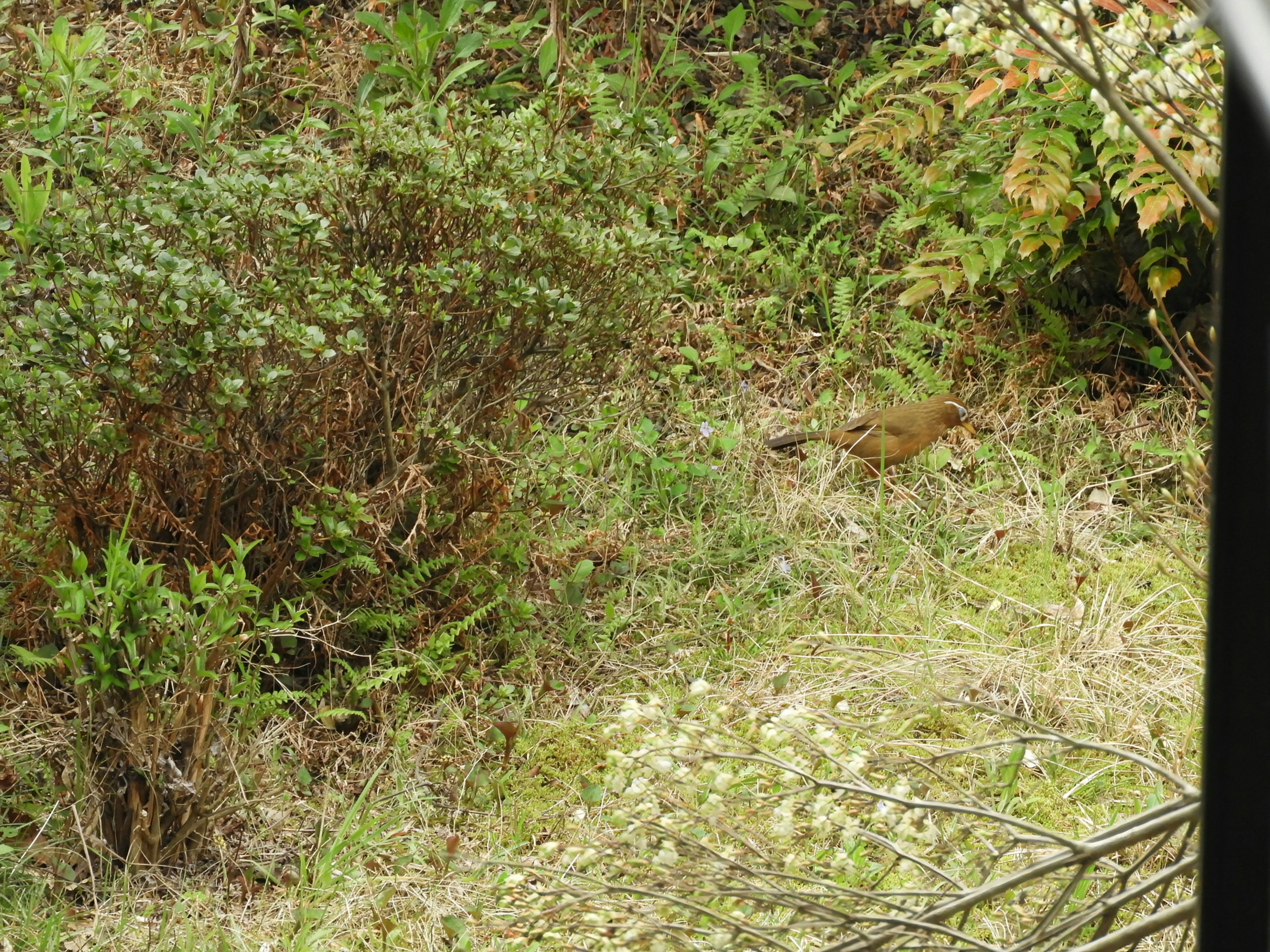 Un petit animal caché dans une verdure luxuriante sur un sol herbeux