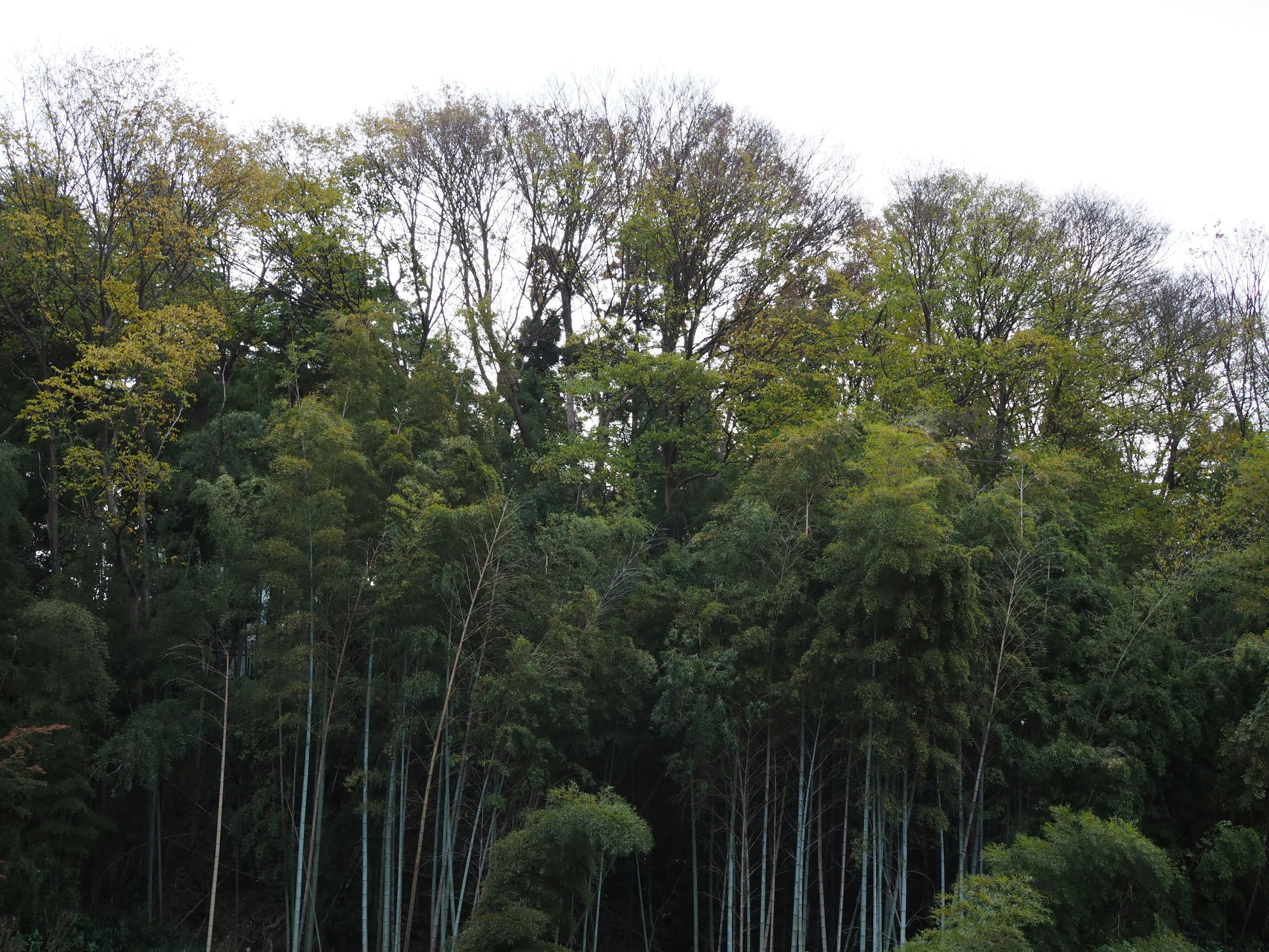 Paysage luxuriant avec un mélange de bambous et d'arbres