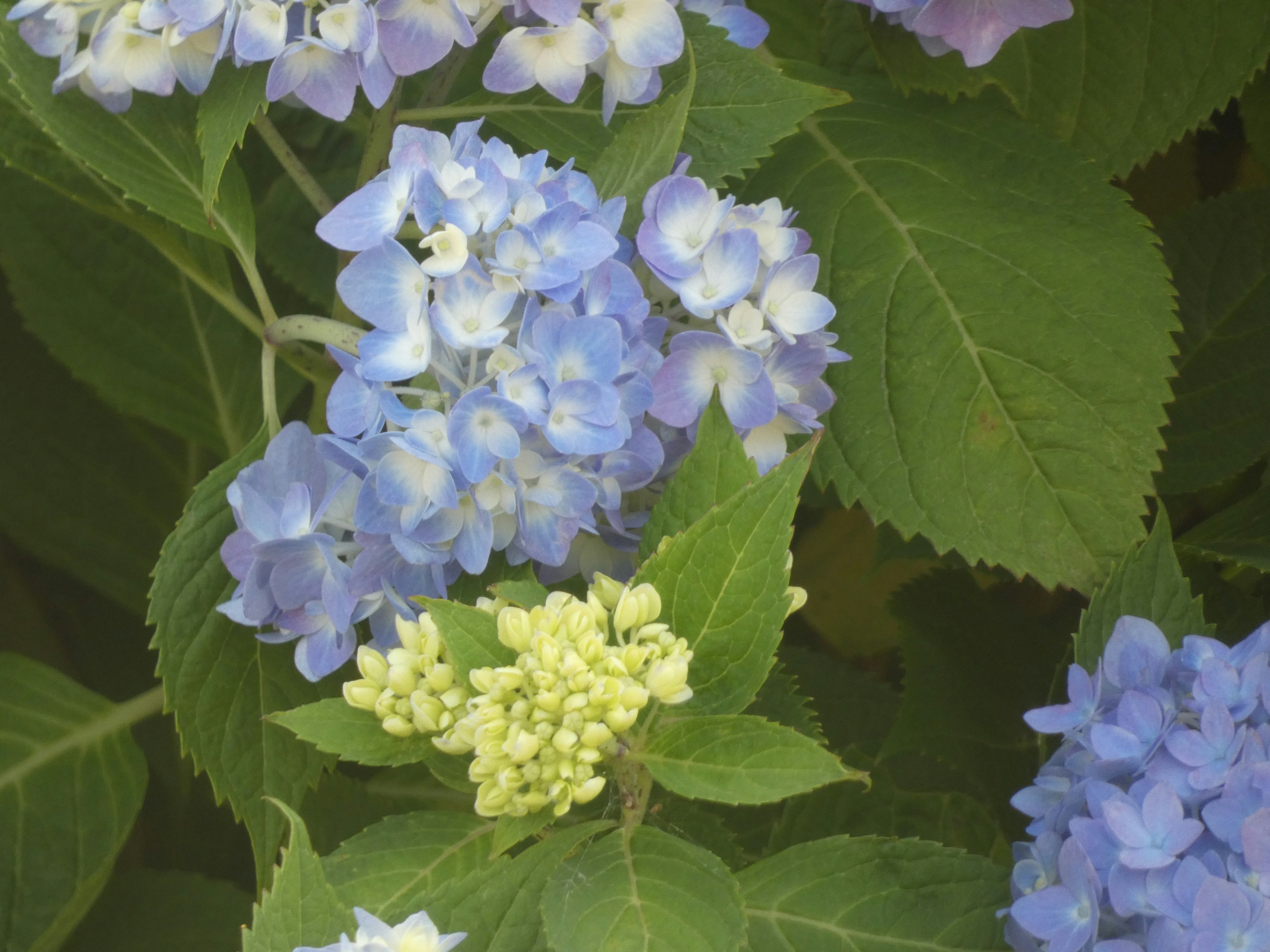 Blaue Hortensienblüten mit grünen Blättern