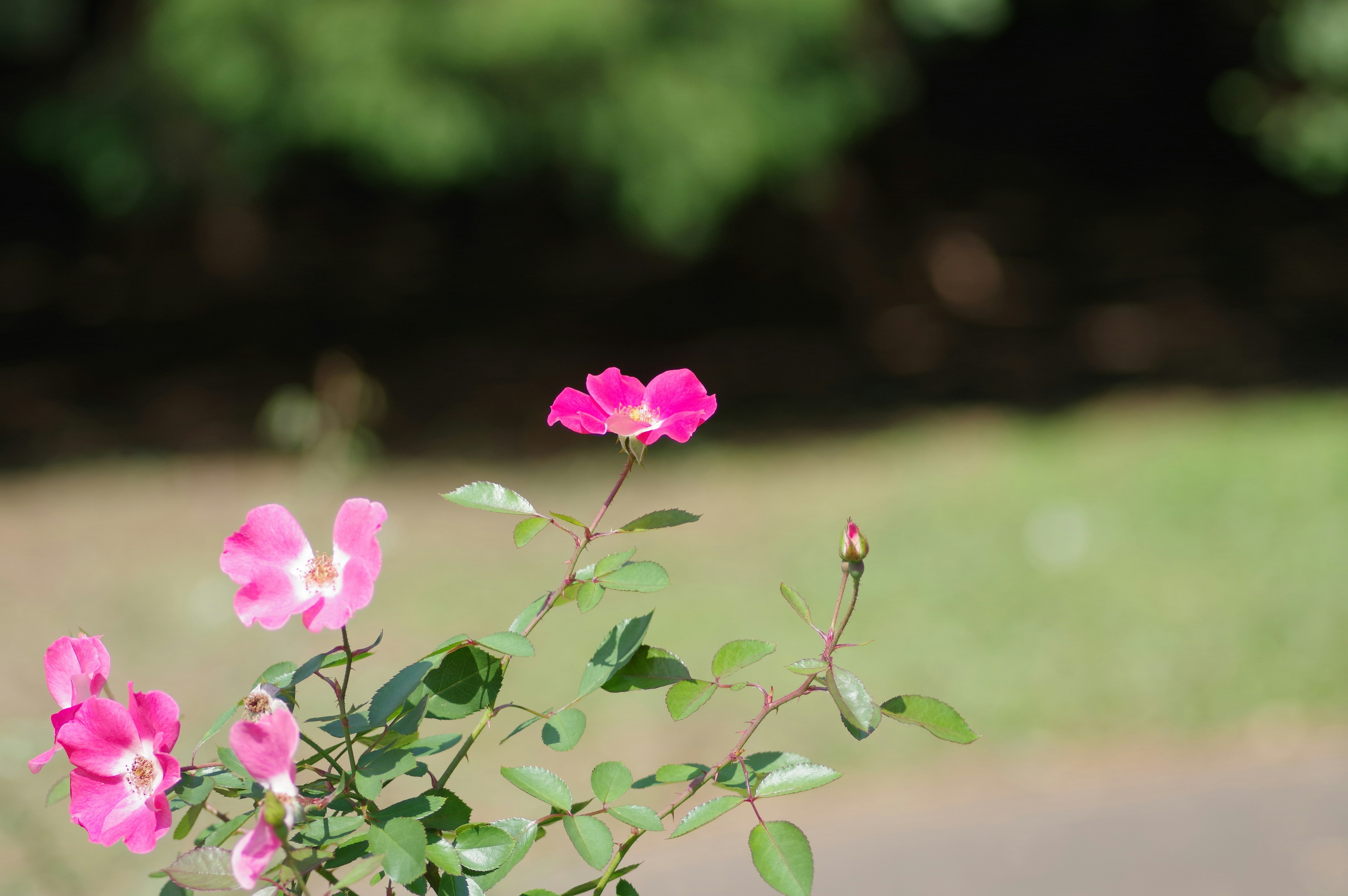 Foto tanaman dengan bunga pink cerah