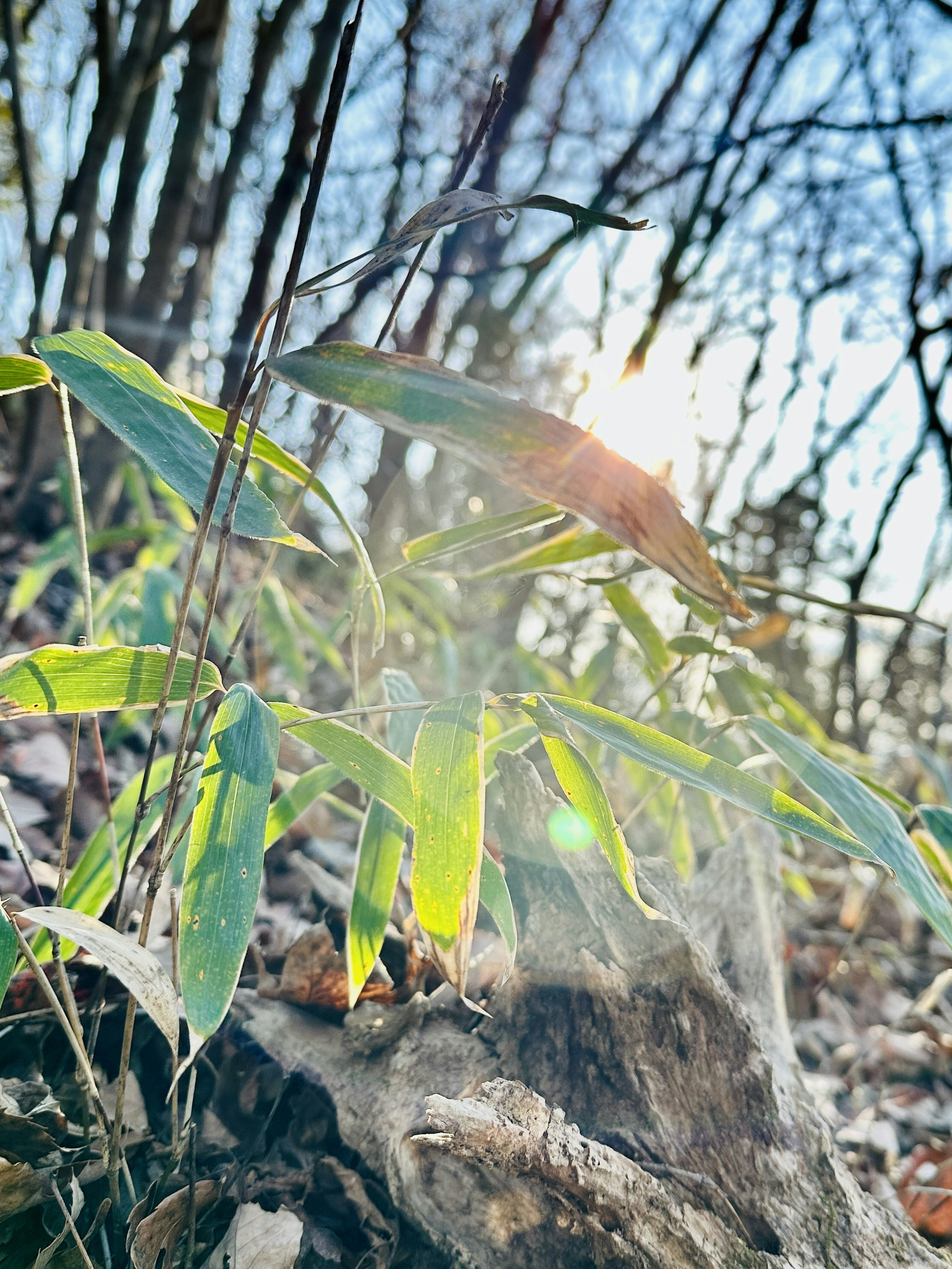 Plantas verdes bañadas por la luz del sol cerca de un tocón de árbol