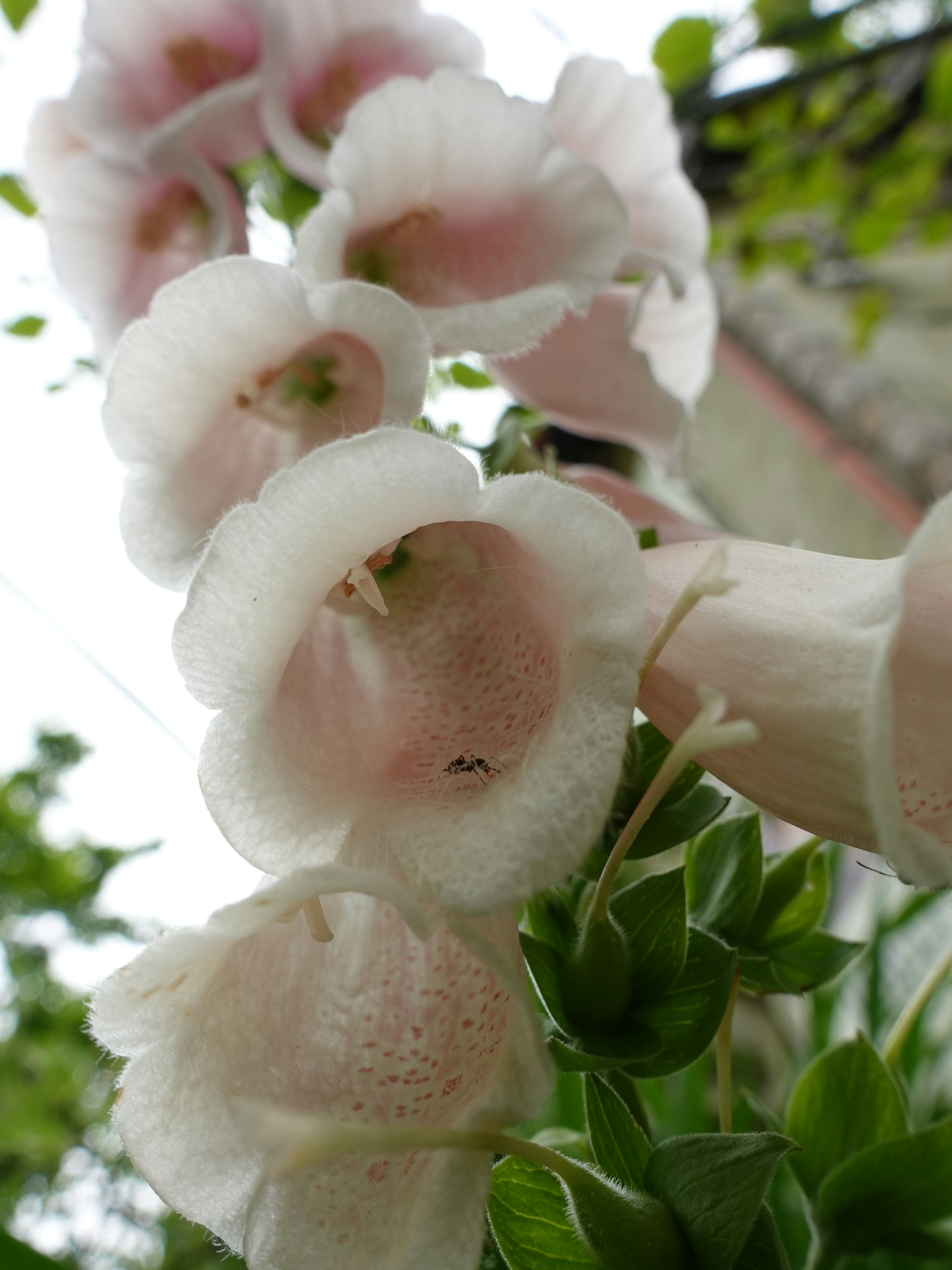 Nahaufnahme einer Pflanze mit blassrosa Blumen und grünen Blättern mit einem verschwommenen Gebäude im Hintergrund