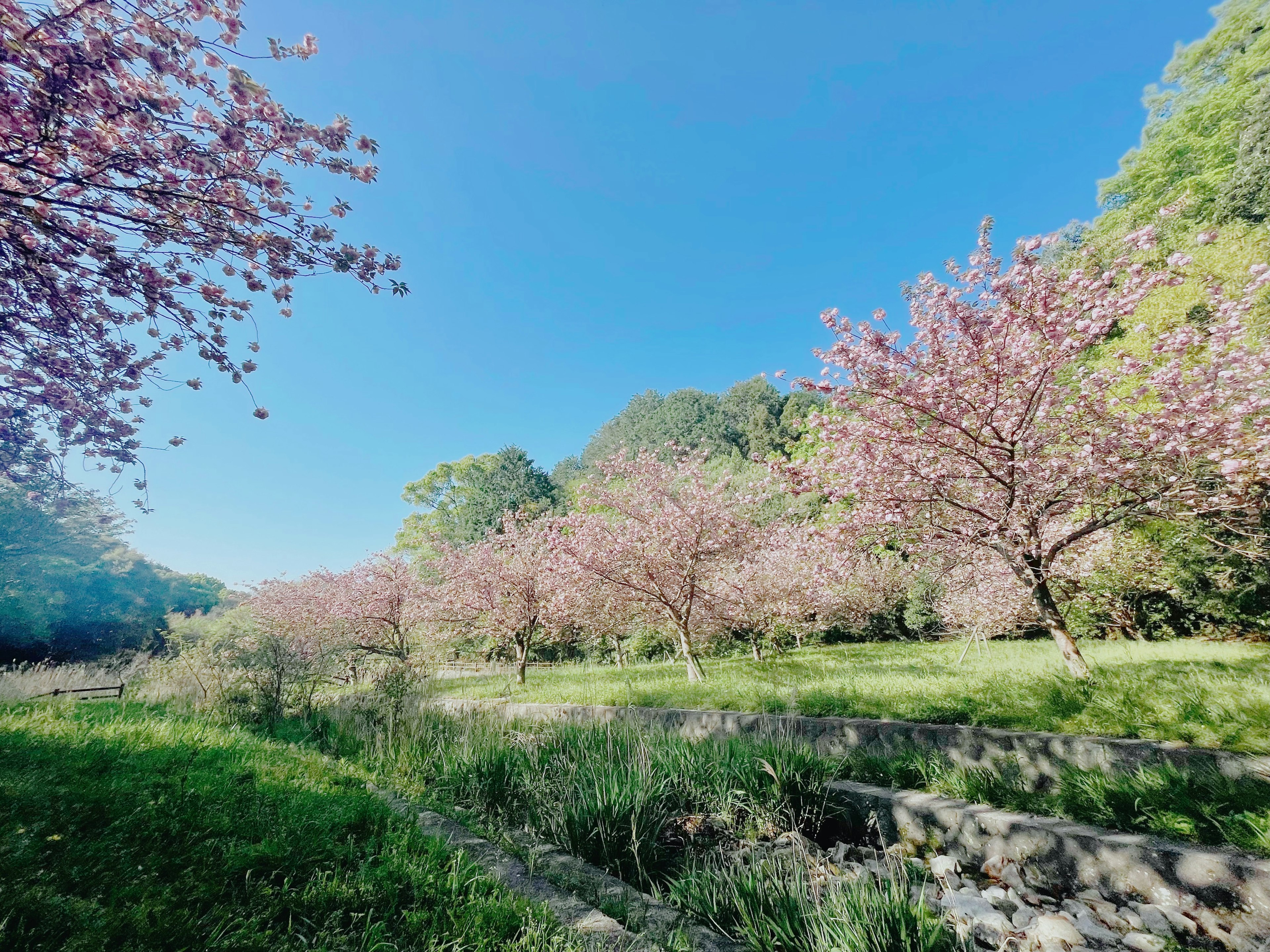 Pemandangan indah pohon sakura di taman hijau