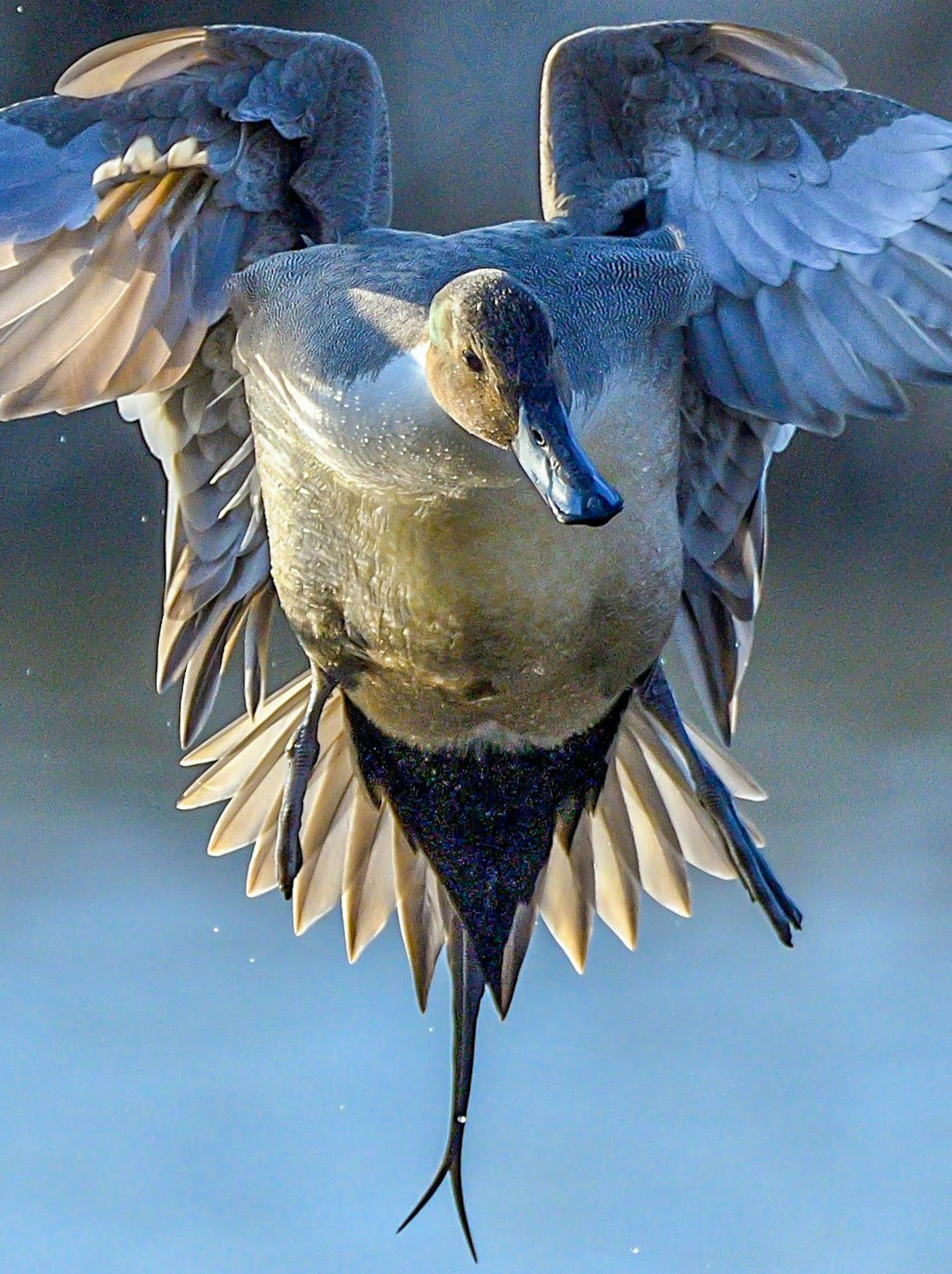 A clear image of a bird taking off from the water