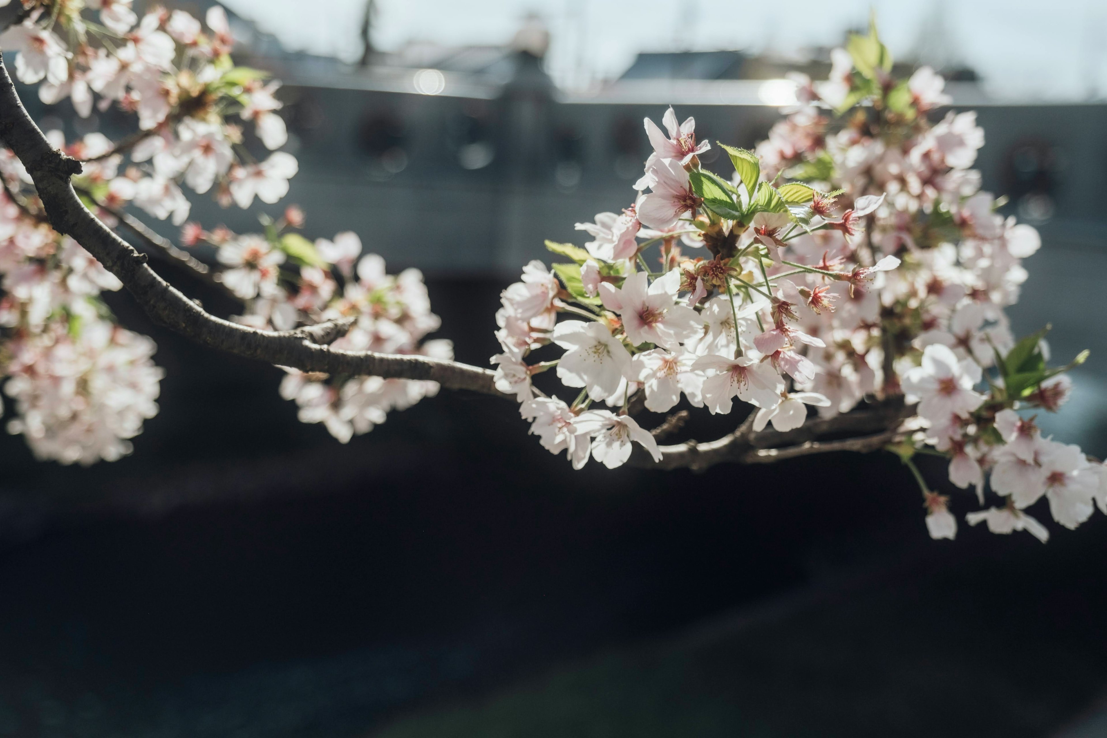 Close-up of cherry blossom branch with soft-focus boat in background