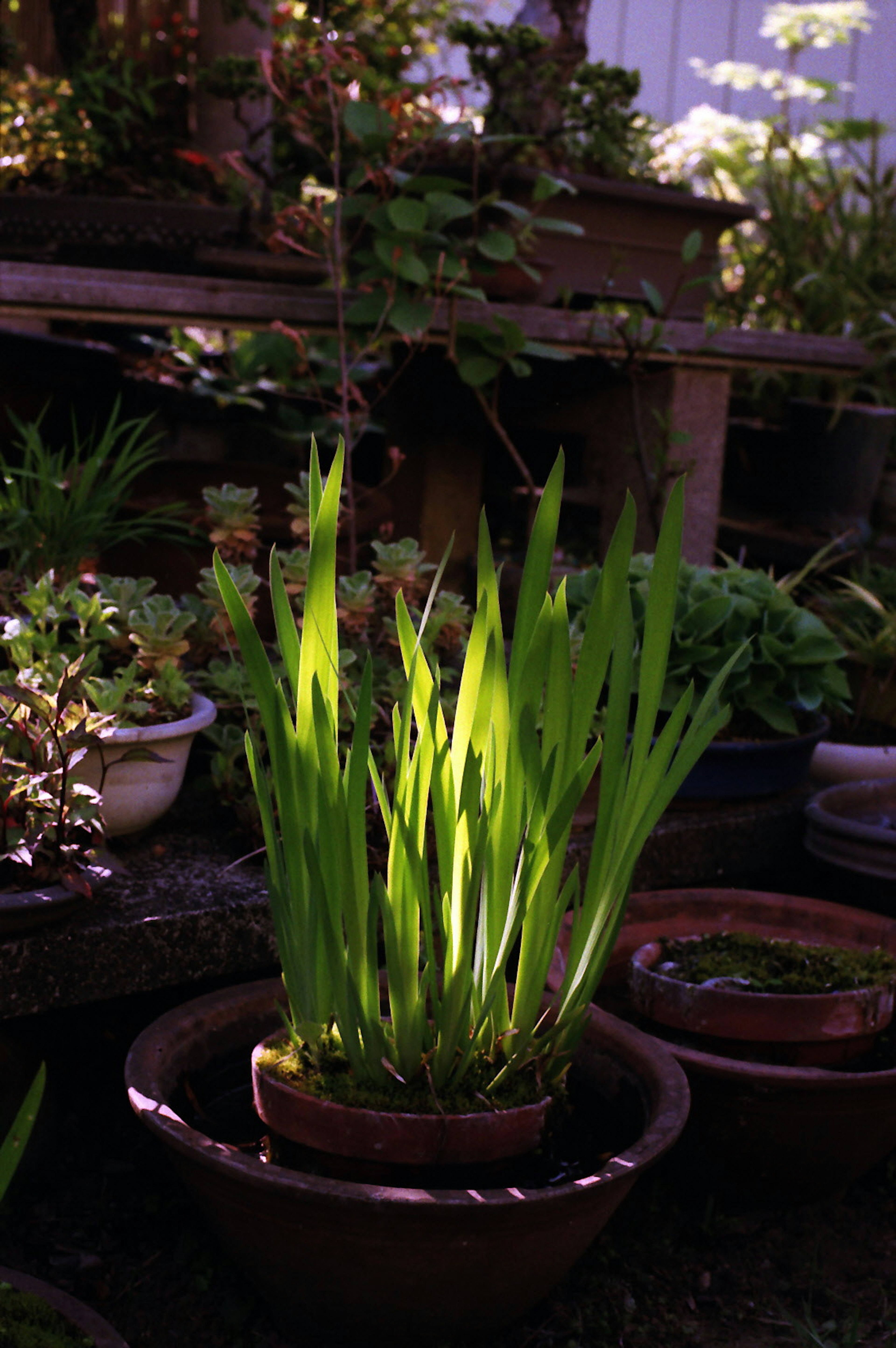 Topfpflanze mit üppigen grünen Blättern in einem Garten