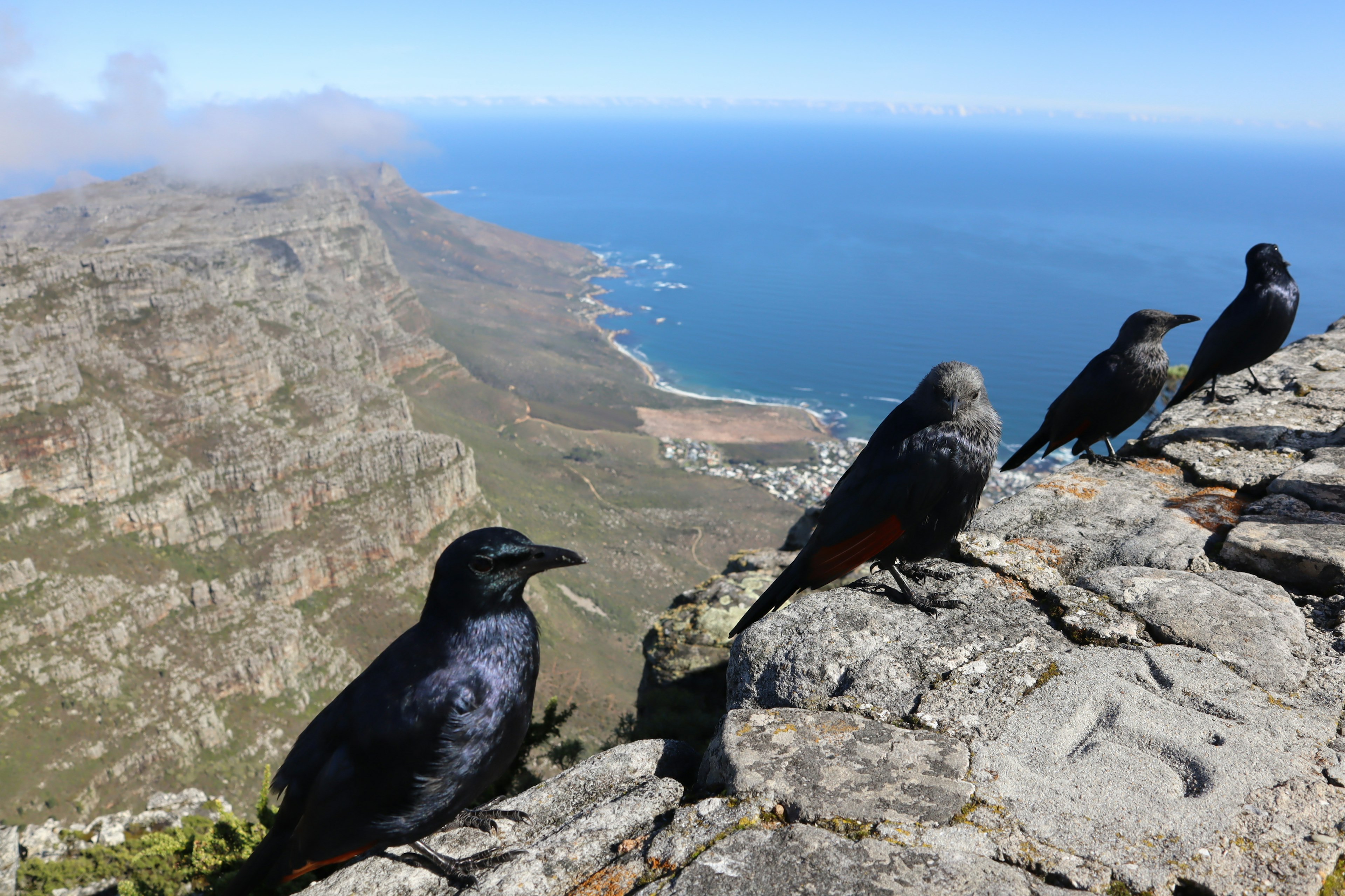 Krähen, die am Rand des Tafelbergs sitzen und auf den Ozean blicken