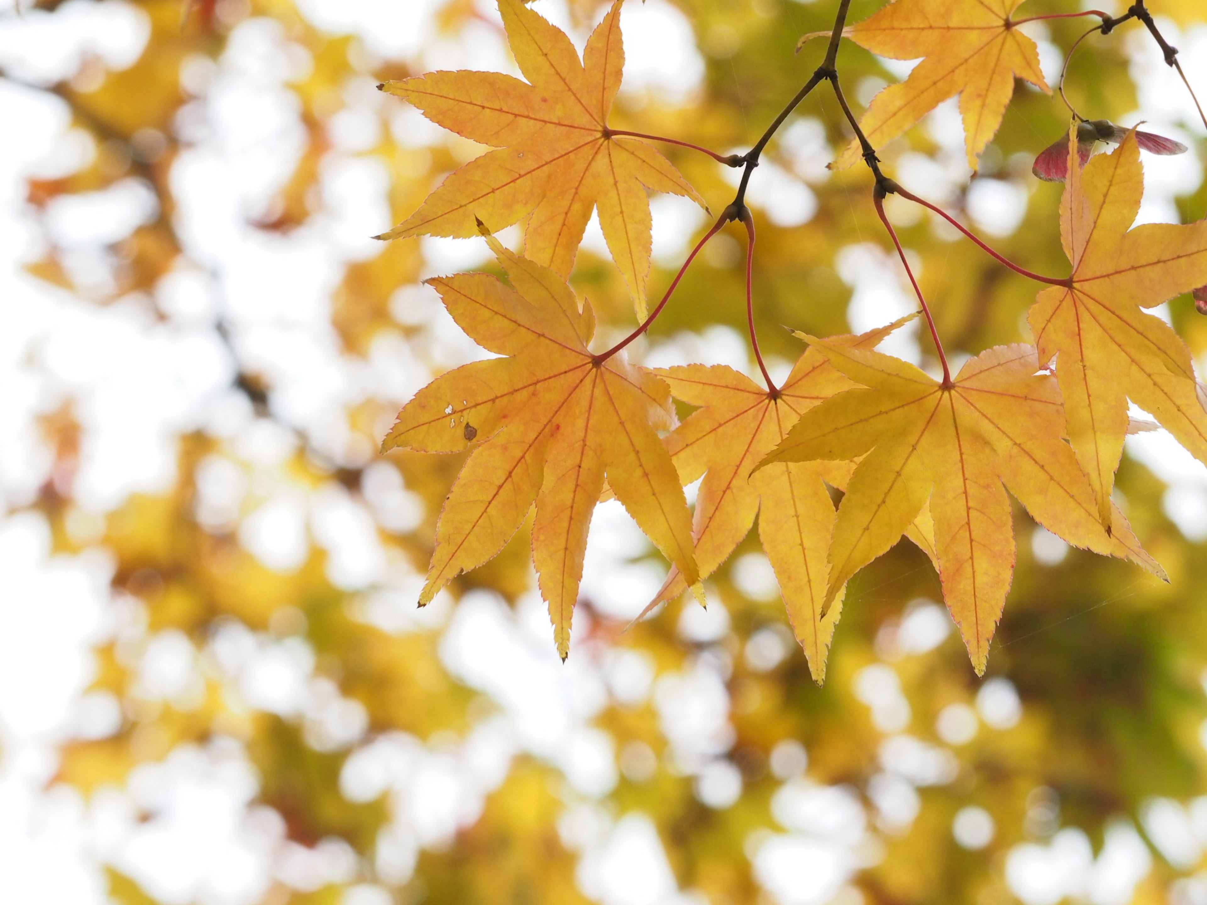 Foglie gialle d'autunno che brillano alla luce