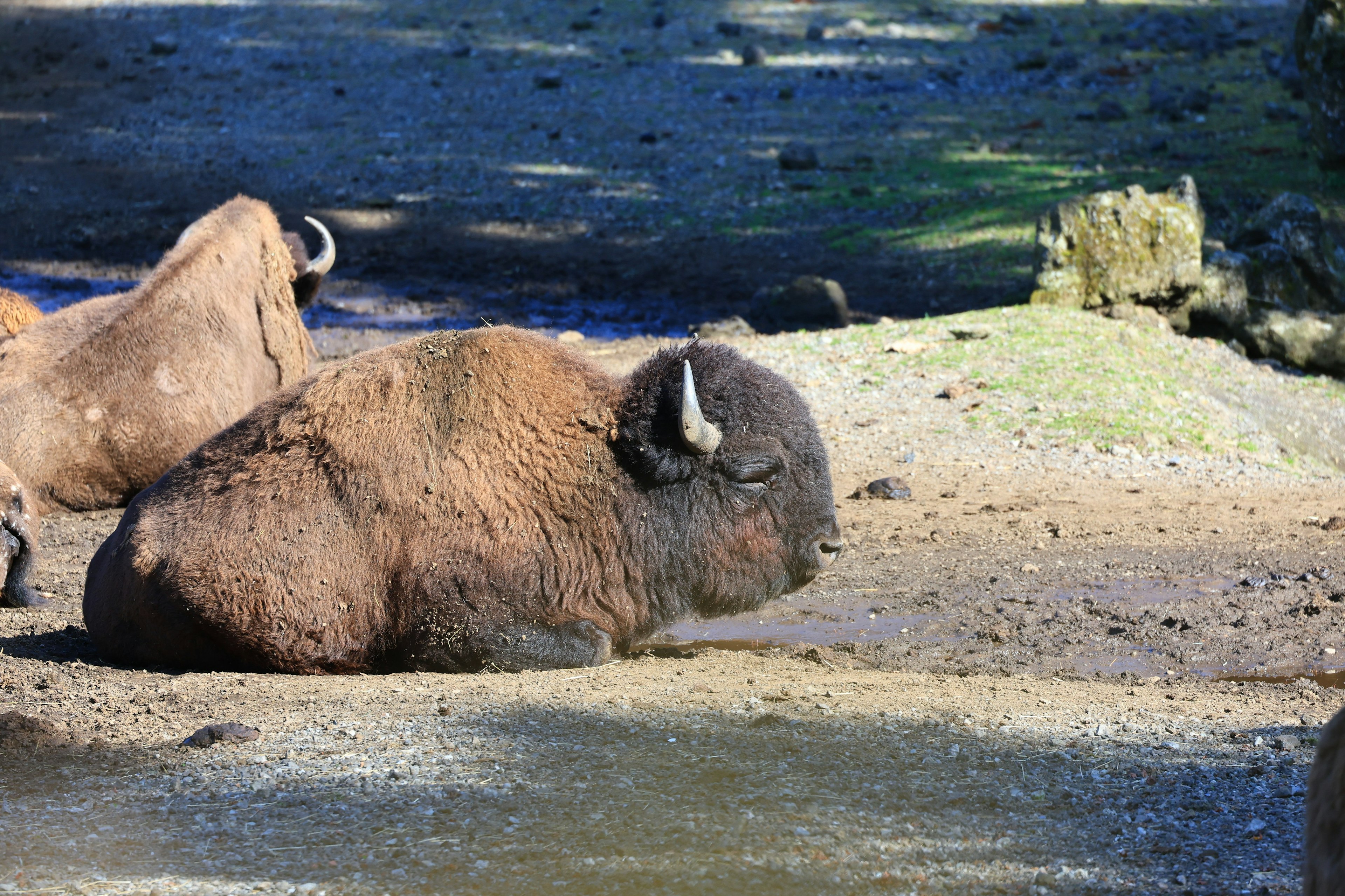 Un bisonte sdraiato in un ambiente naturale sotto un cielo blu