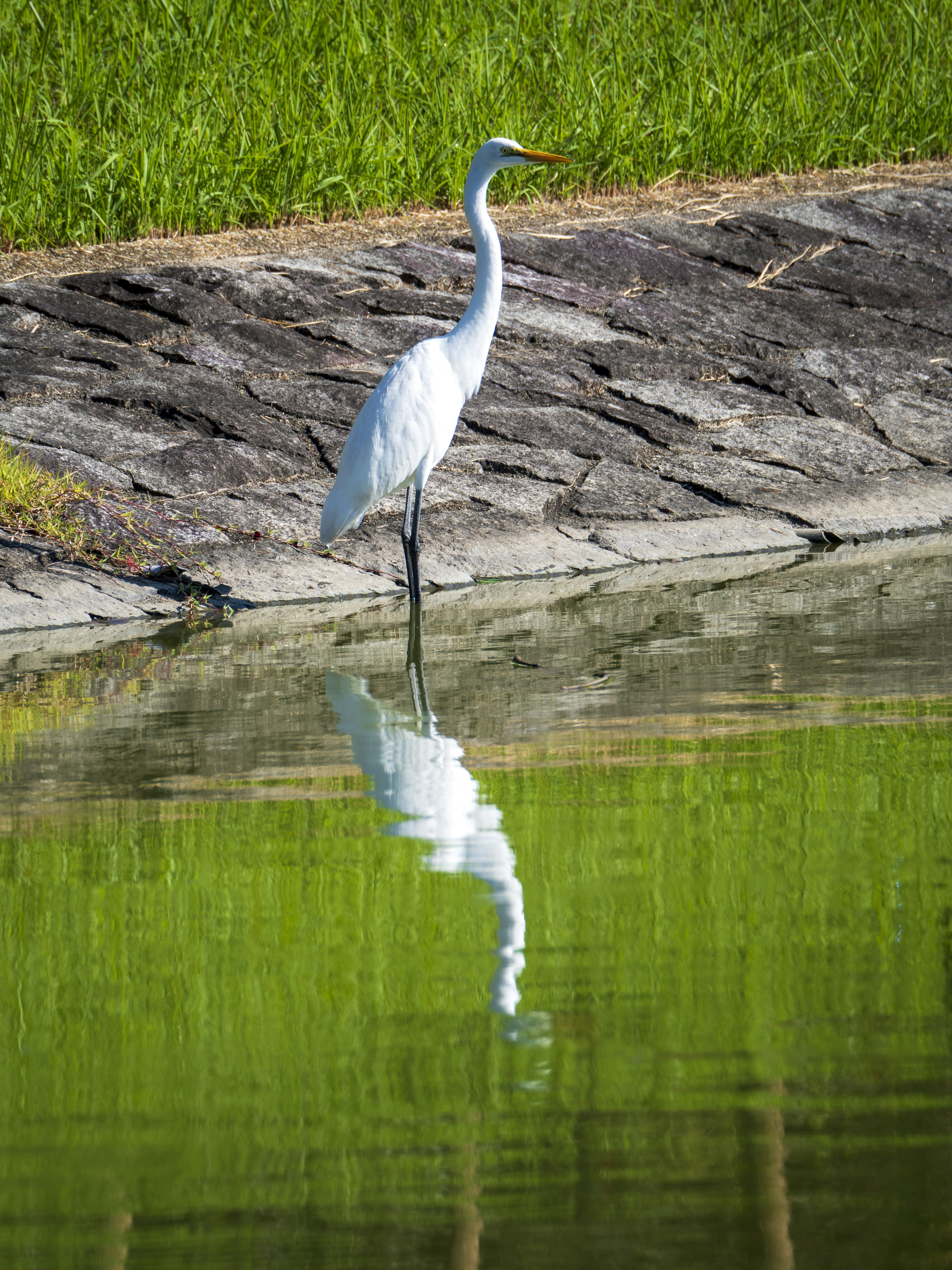 Una garza blanca de pie junto al agua con un fondo verde