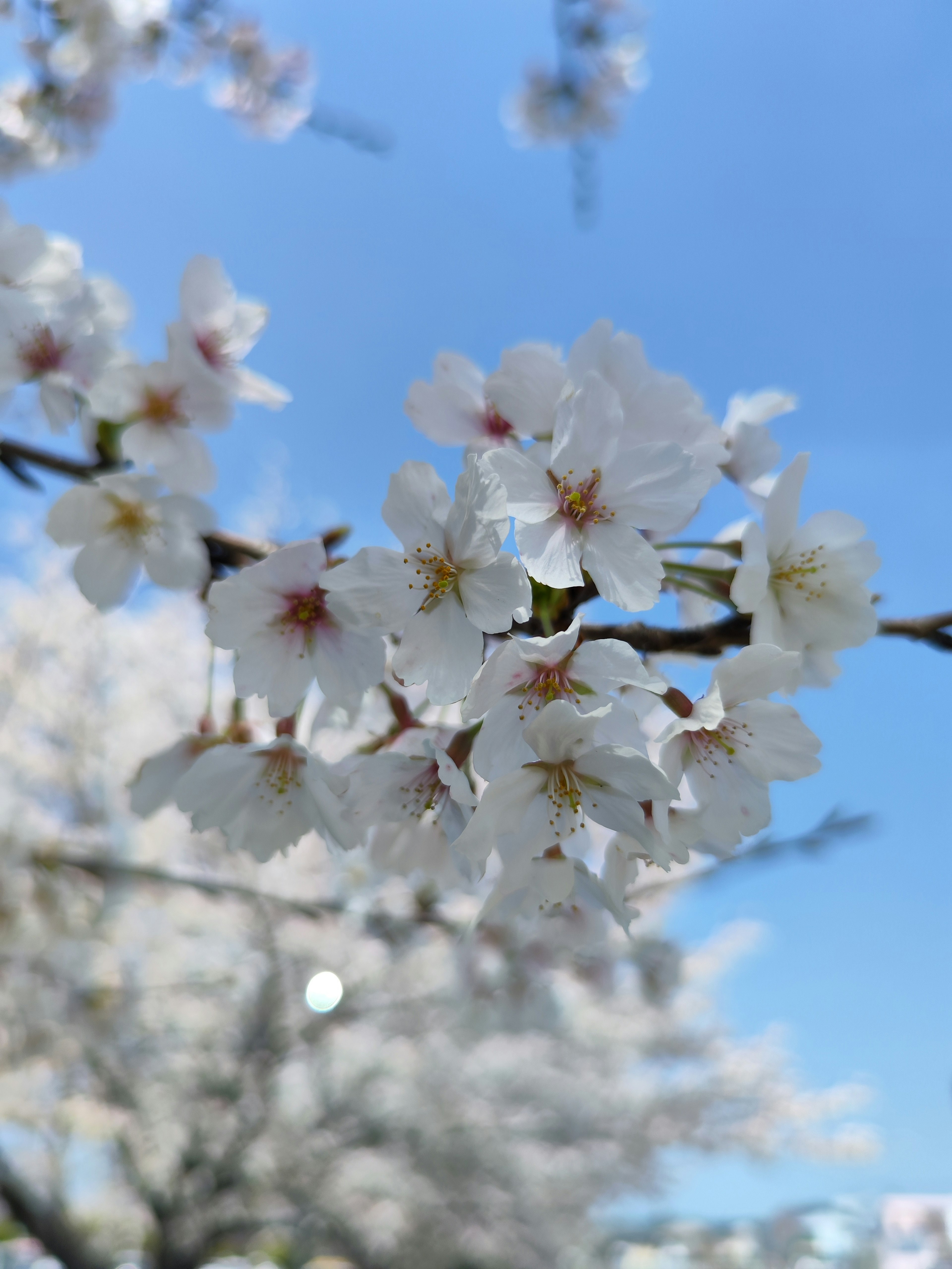 Acercamiento de flores de cerezo blancas bajo un cielo azul