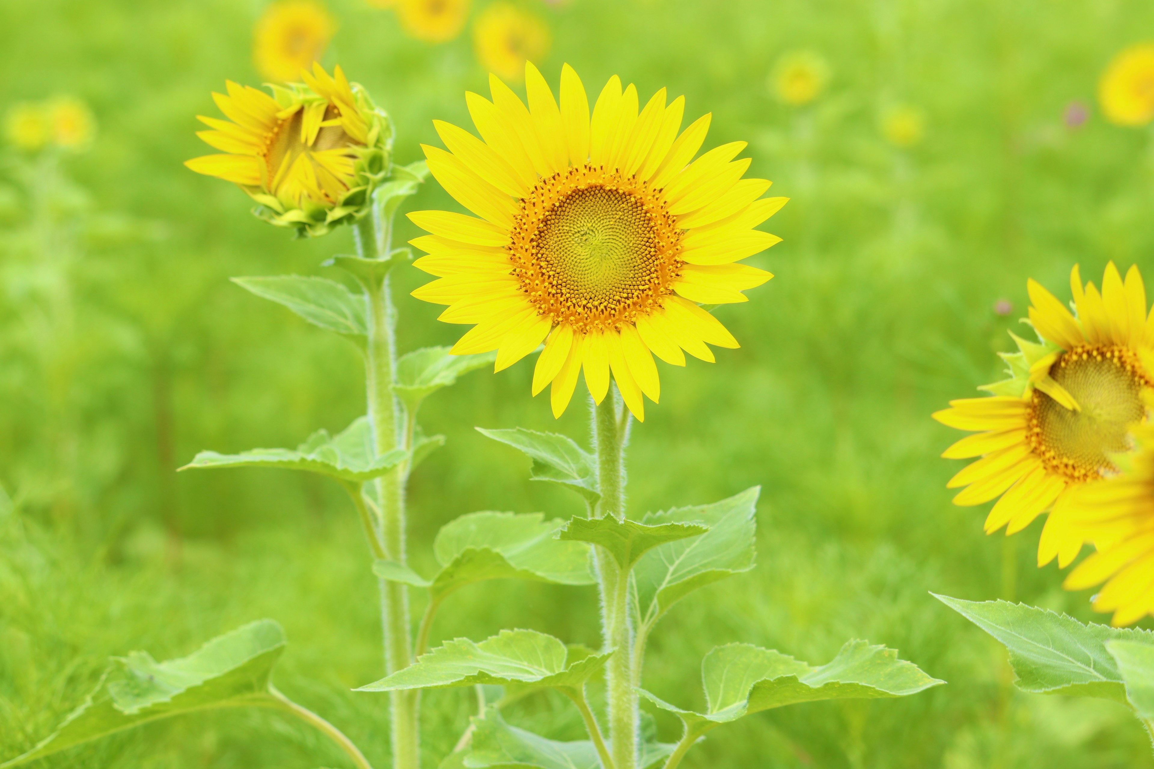 Girasoli gialli brillanti che fioriscono su uno sfondo verde