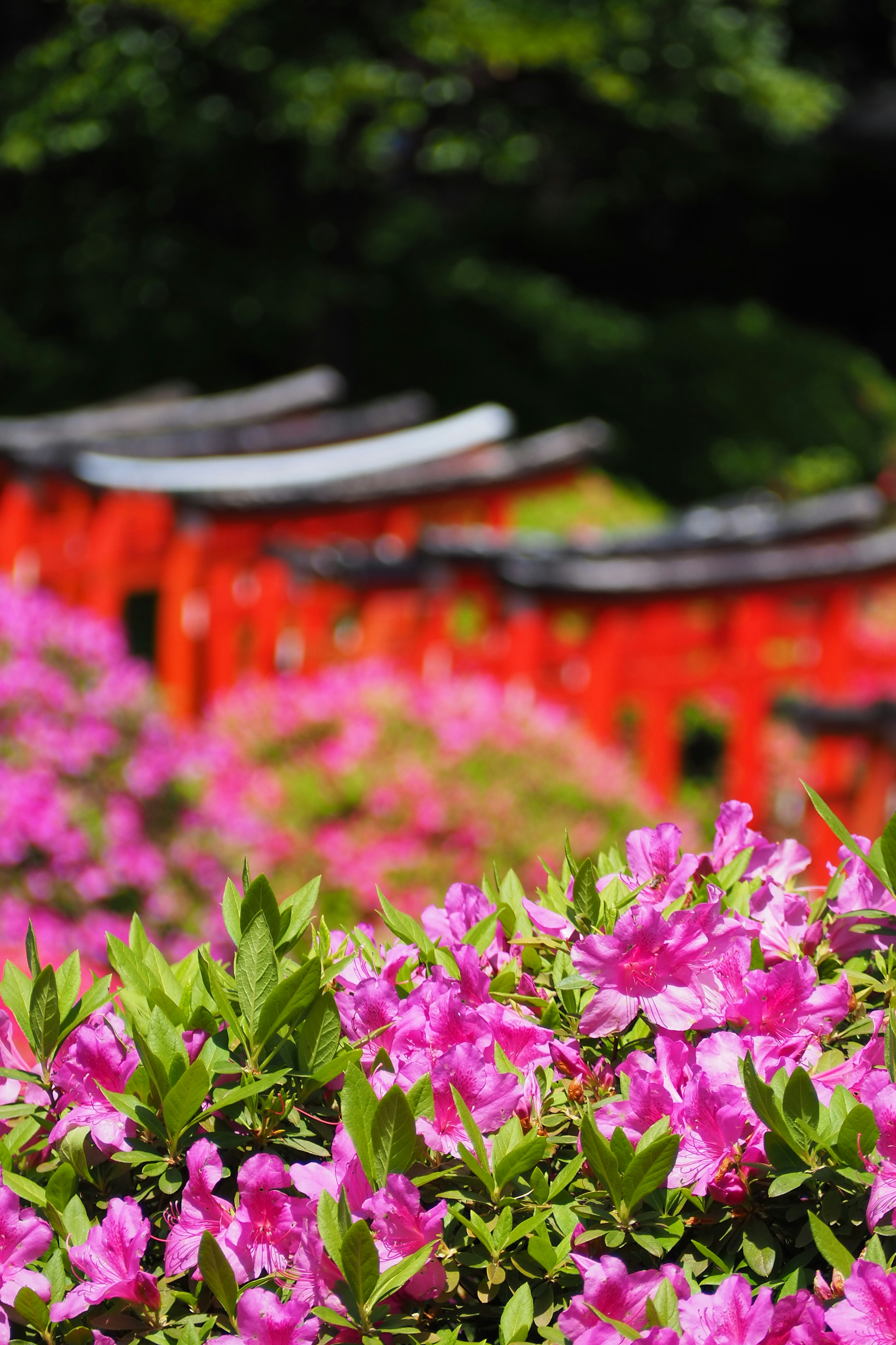 Vibrant azalea flowers with a red torii gate in the background