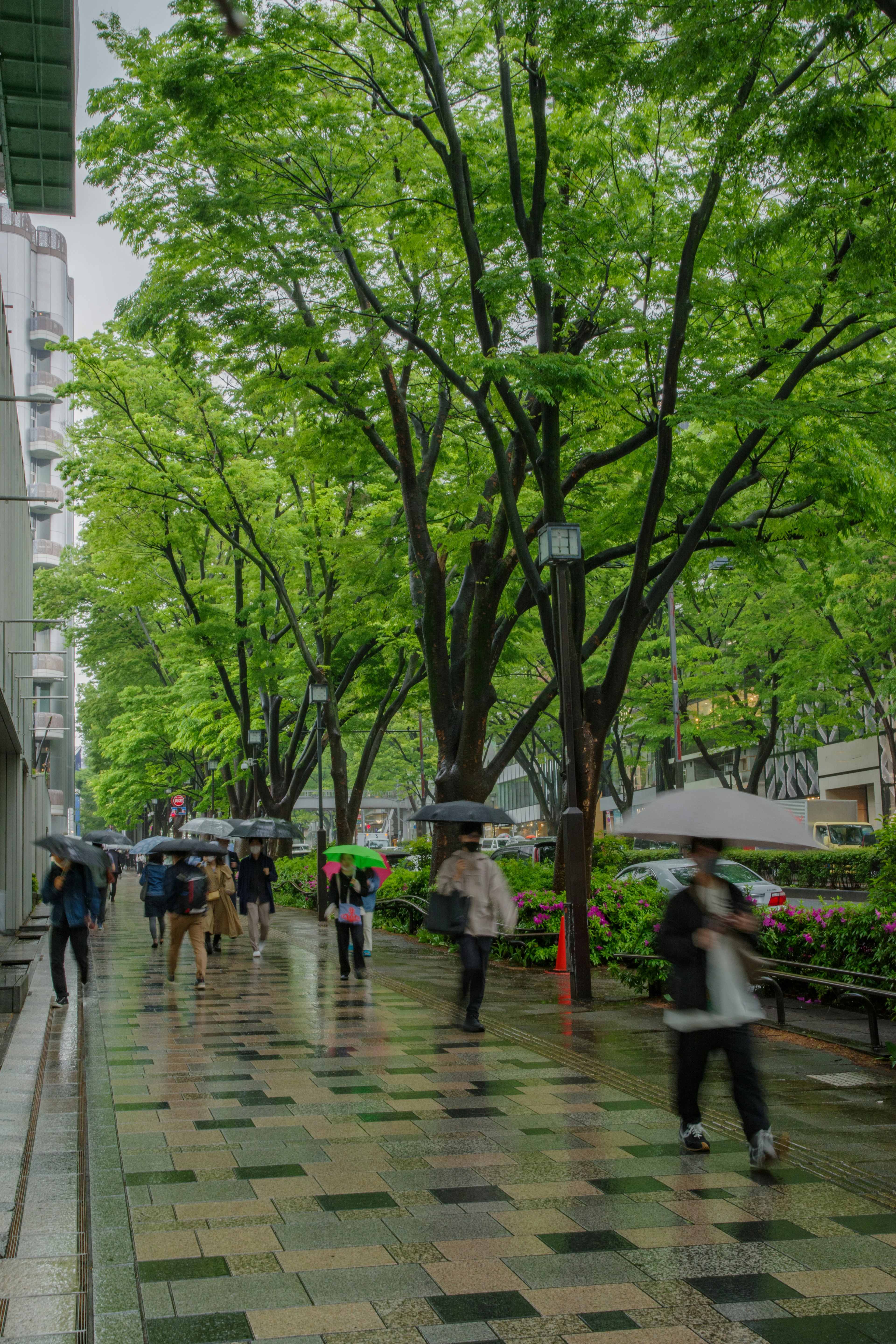 緑の木々に囲まれた歩道を傘をさした人々が歩いている風景