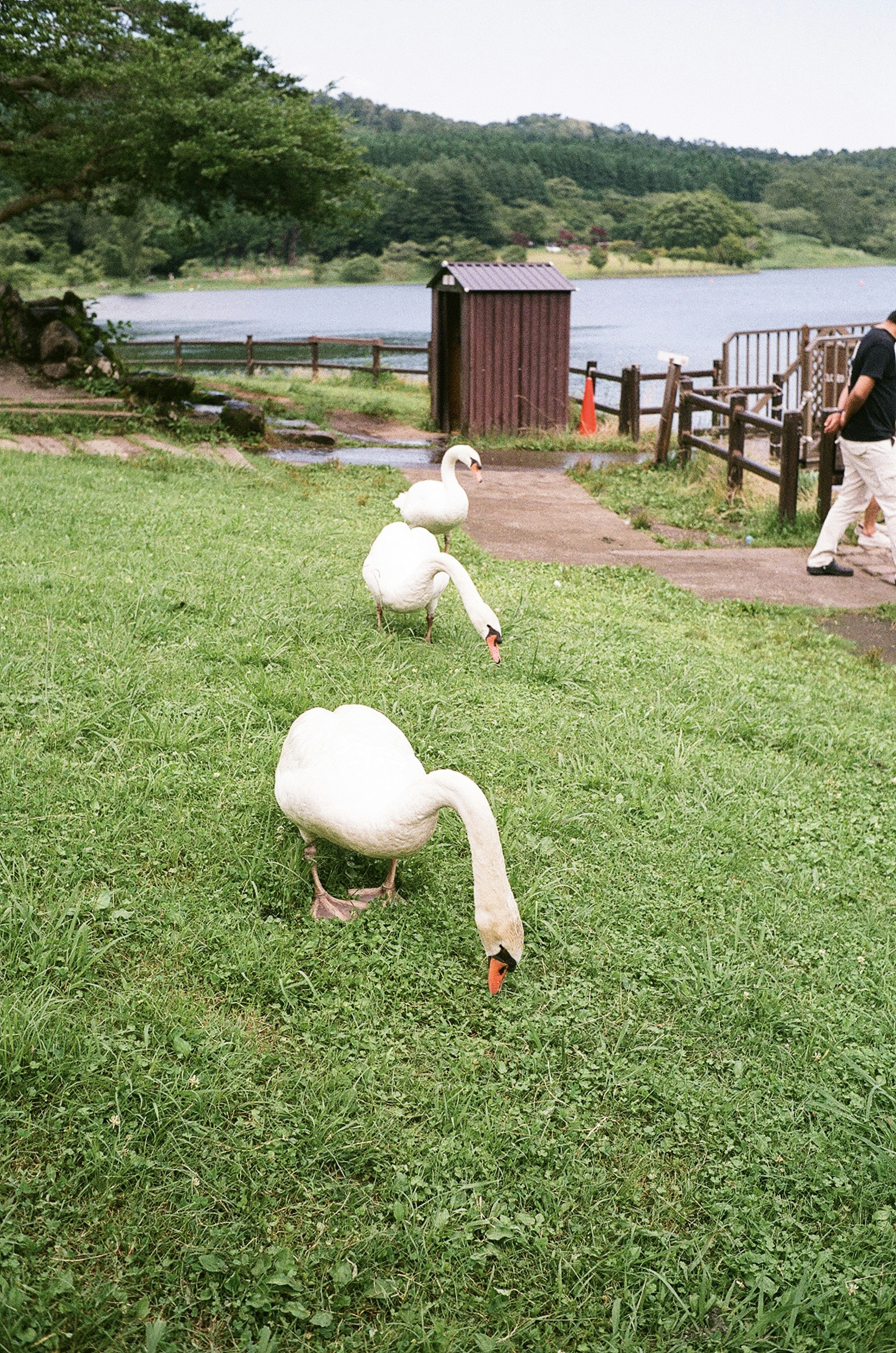 湖の近くで草を食べる白鳥の群れ