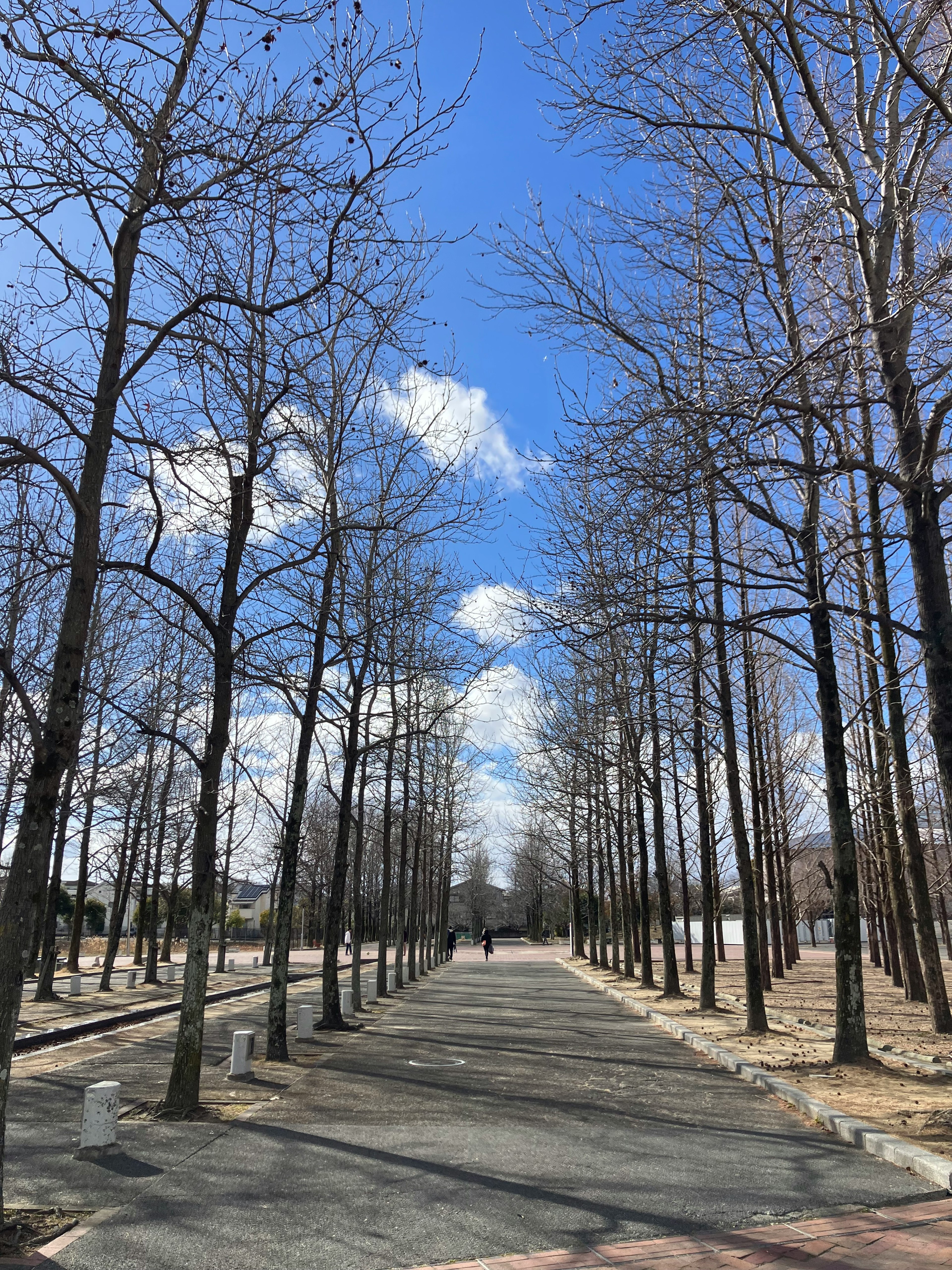 青空の下に並ぶ枯れ木と舗装された道