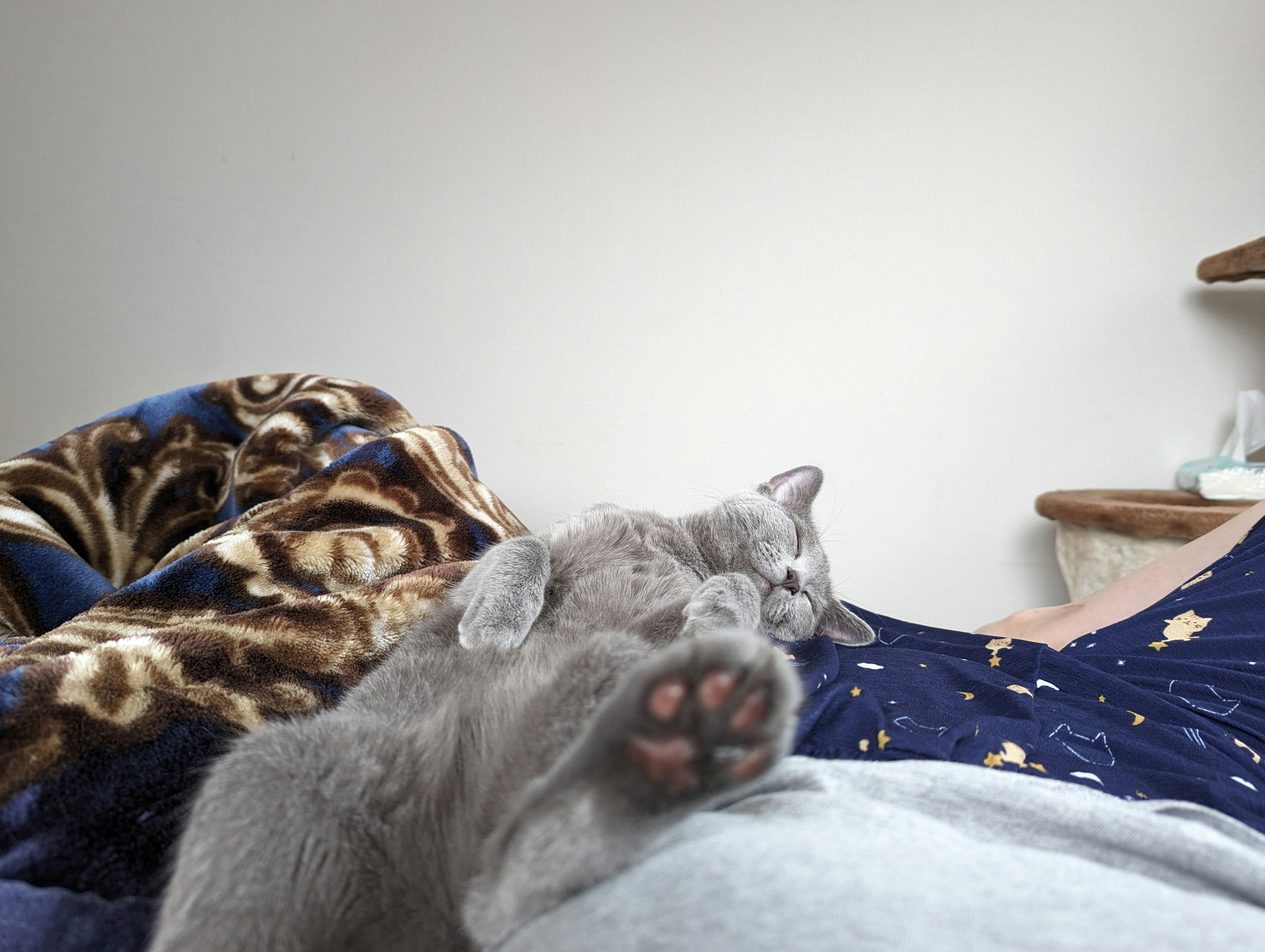 Gatito gris durmiendo sobre las piernas de una persona con pelaje suave y almohadillas visibles