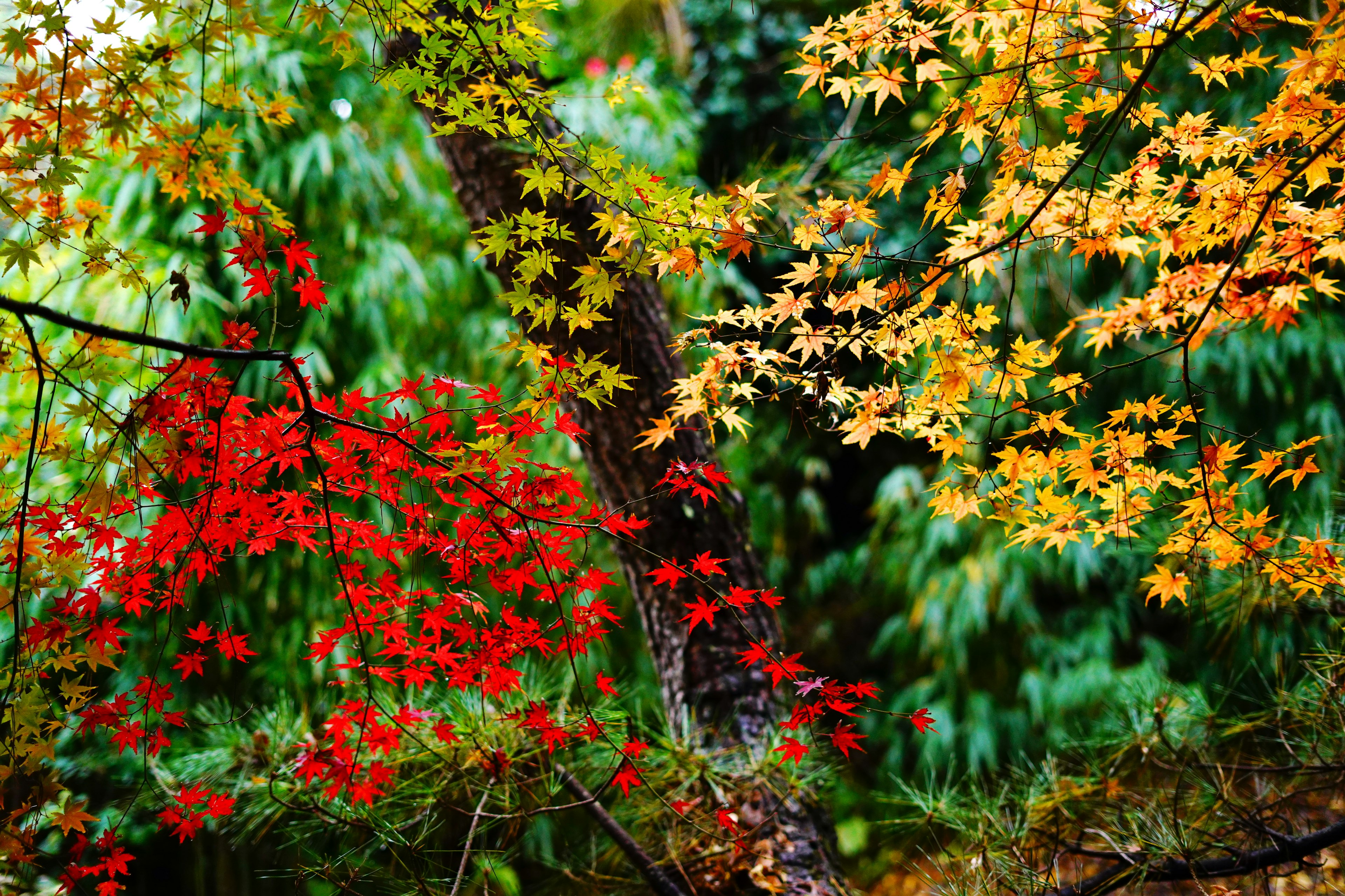 Hojas de otoño rojas y amarillas vibrantes en los árboles