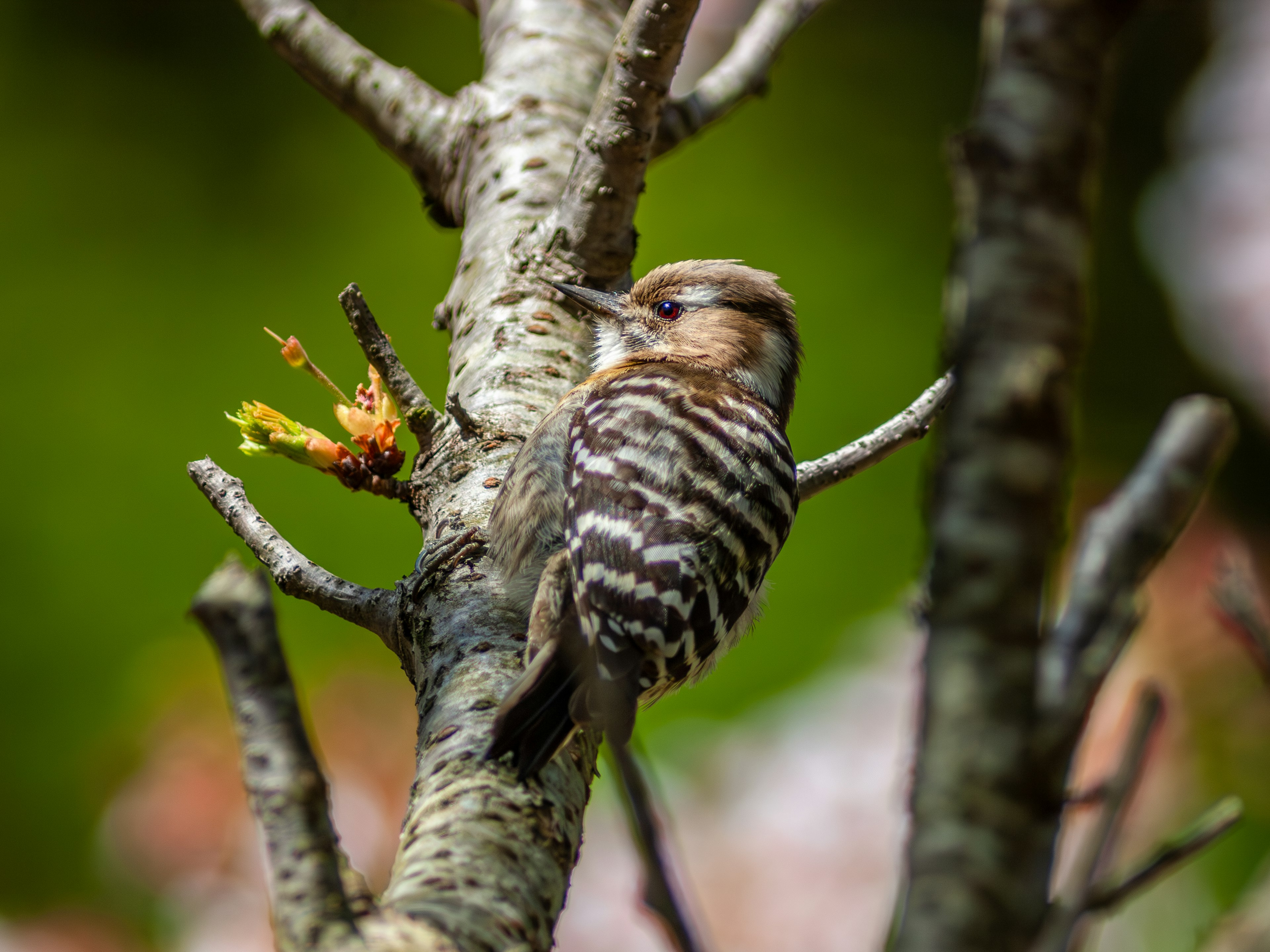 Bild eines gestreiften kleinen Vogels, der auf einem Baumzweig sitzt