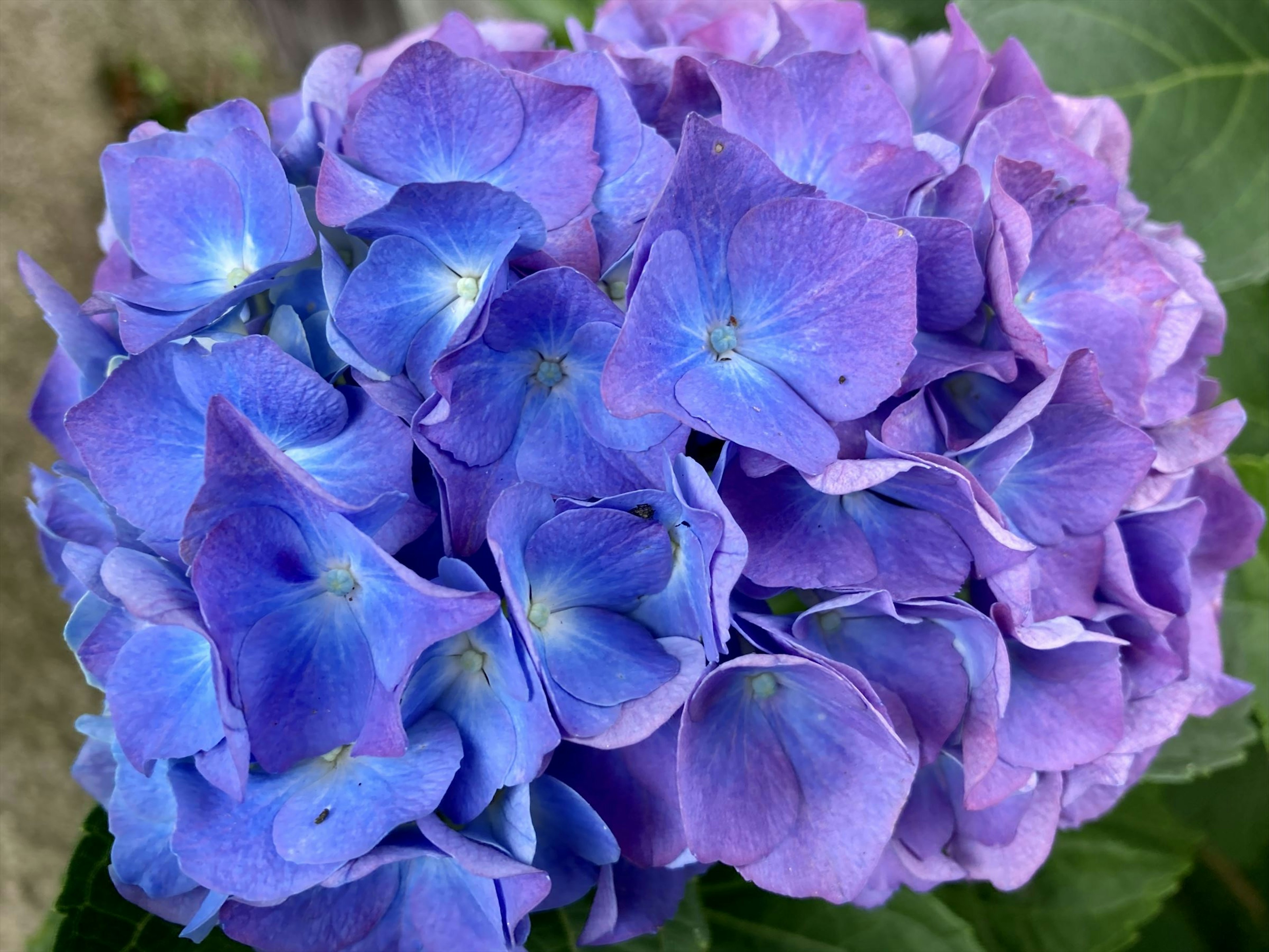 青紫色のアジサイの花のクローズアップ