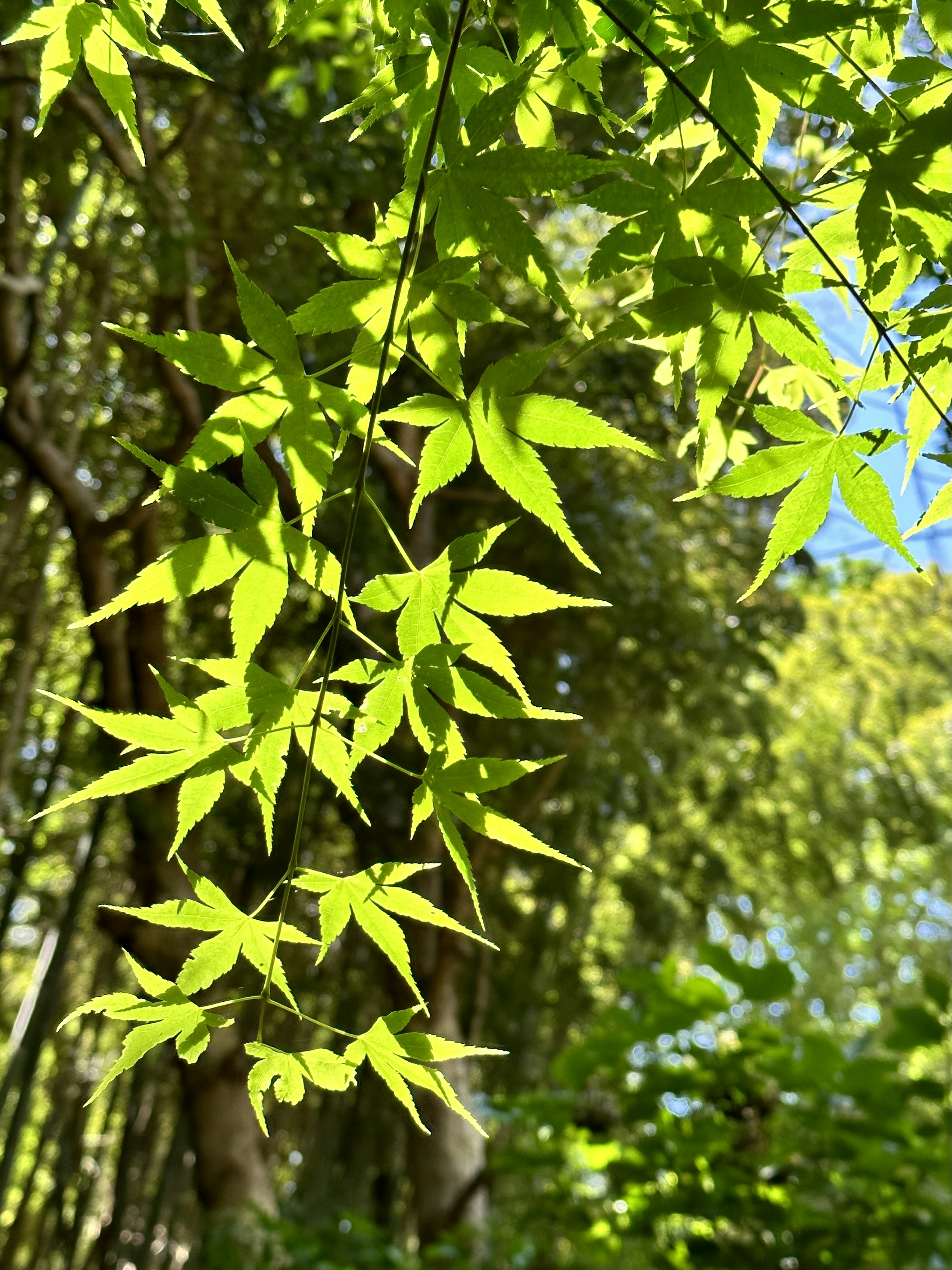 Grüne Blätter, die im Wind schwingen, mit verschwommenen Bäumen im Hintergrund