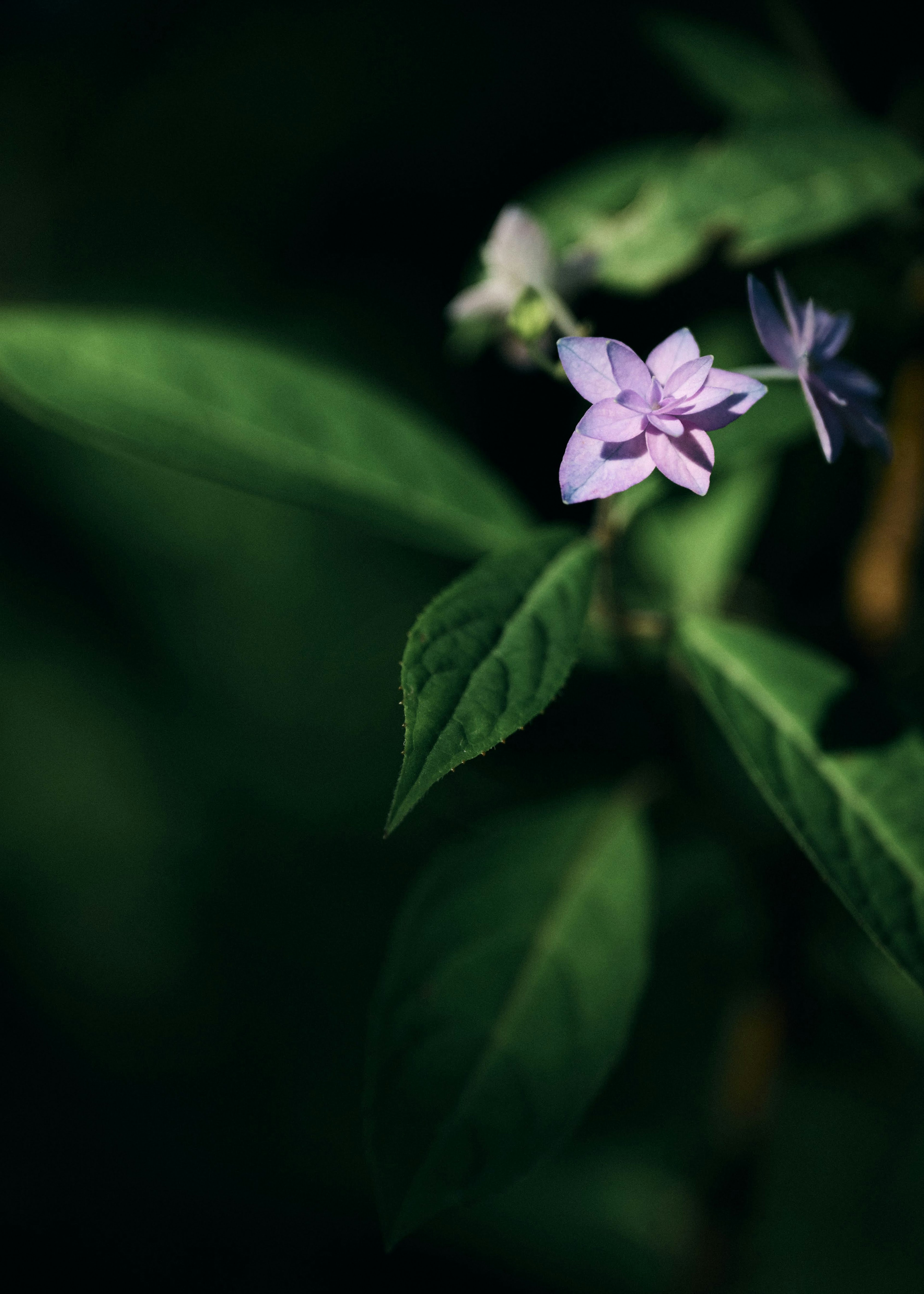 Kleine lila Blumen mit grünen Blättern vor einem dunklen Hintergrund