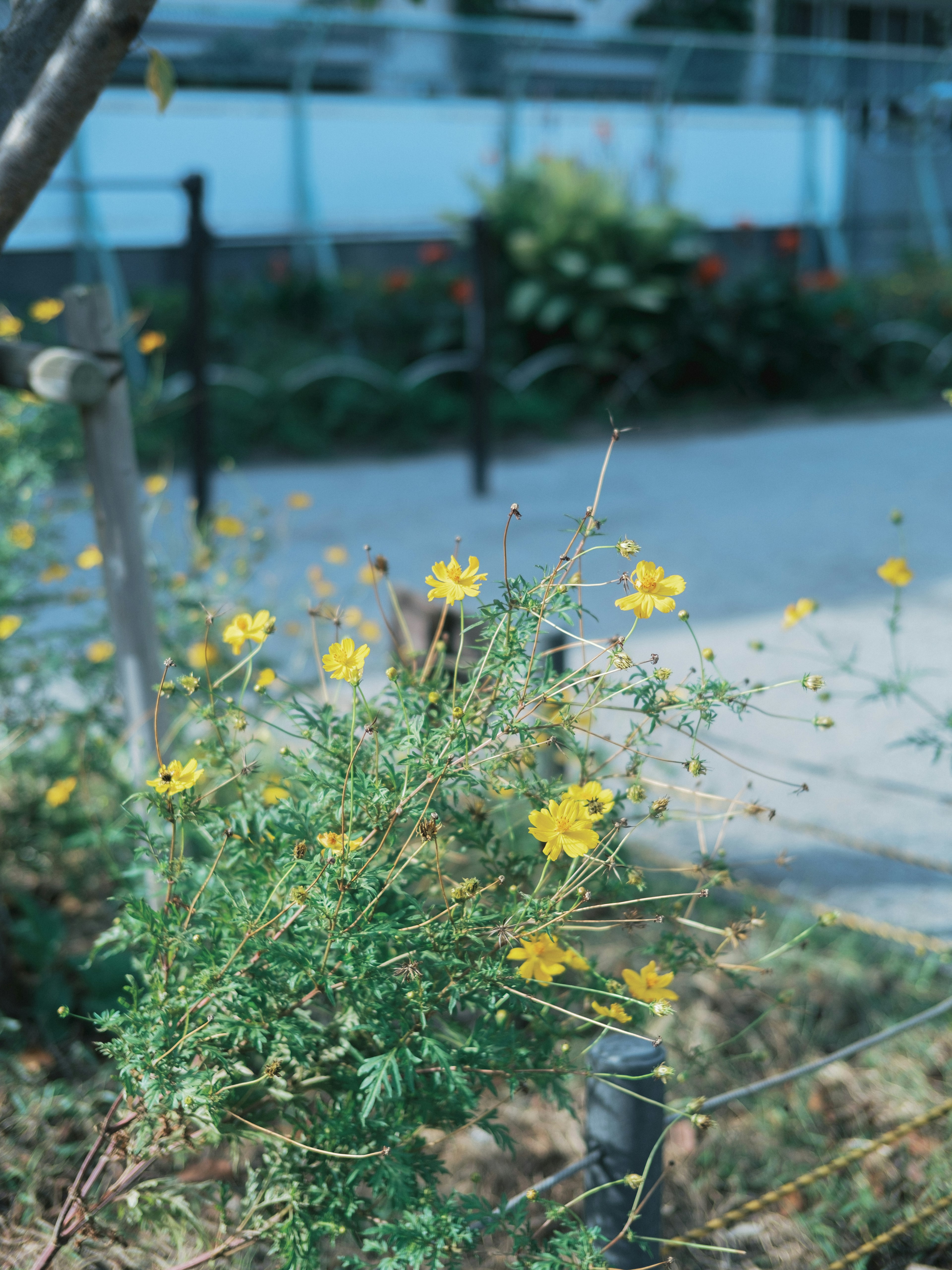 Pflanze mit gelben Blumen und einem Weg im Hintergrund