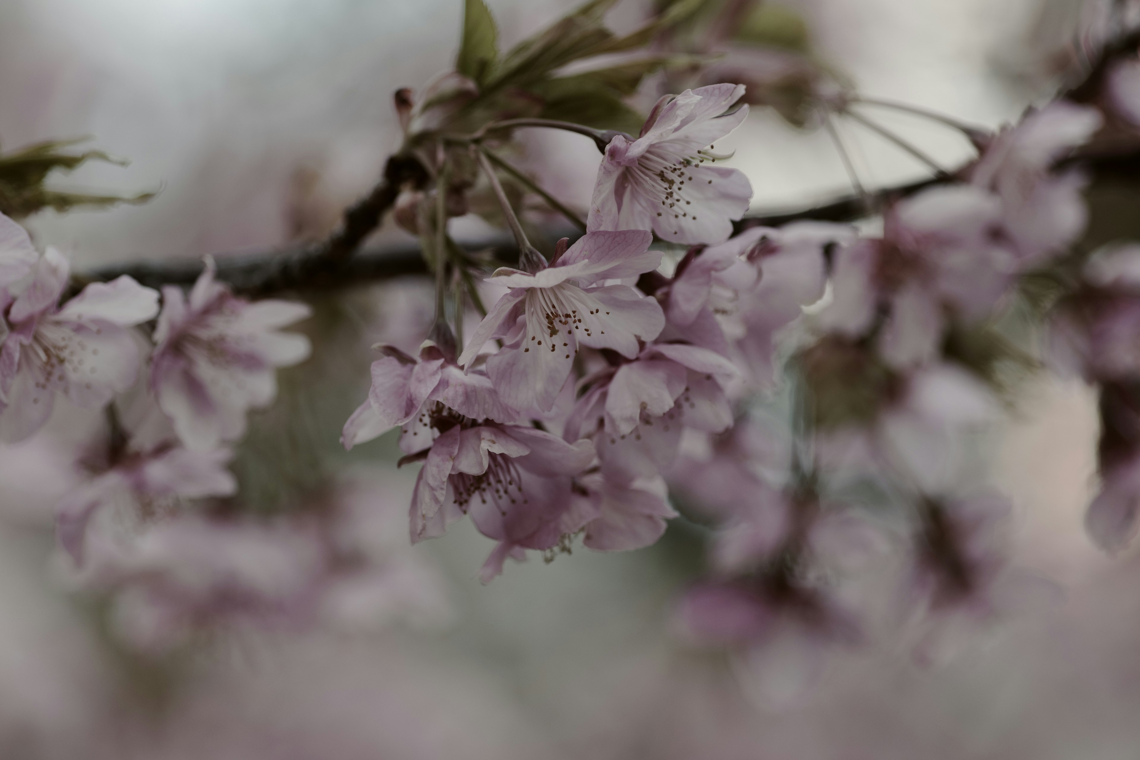 Close-up of cherry blossoms on a branch soft pink petals and green leaves visible