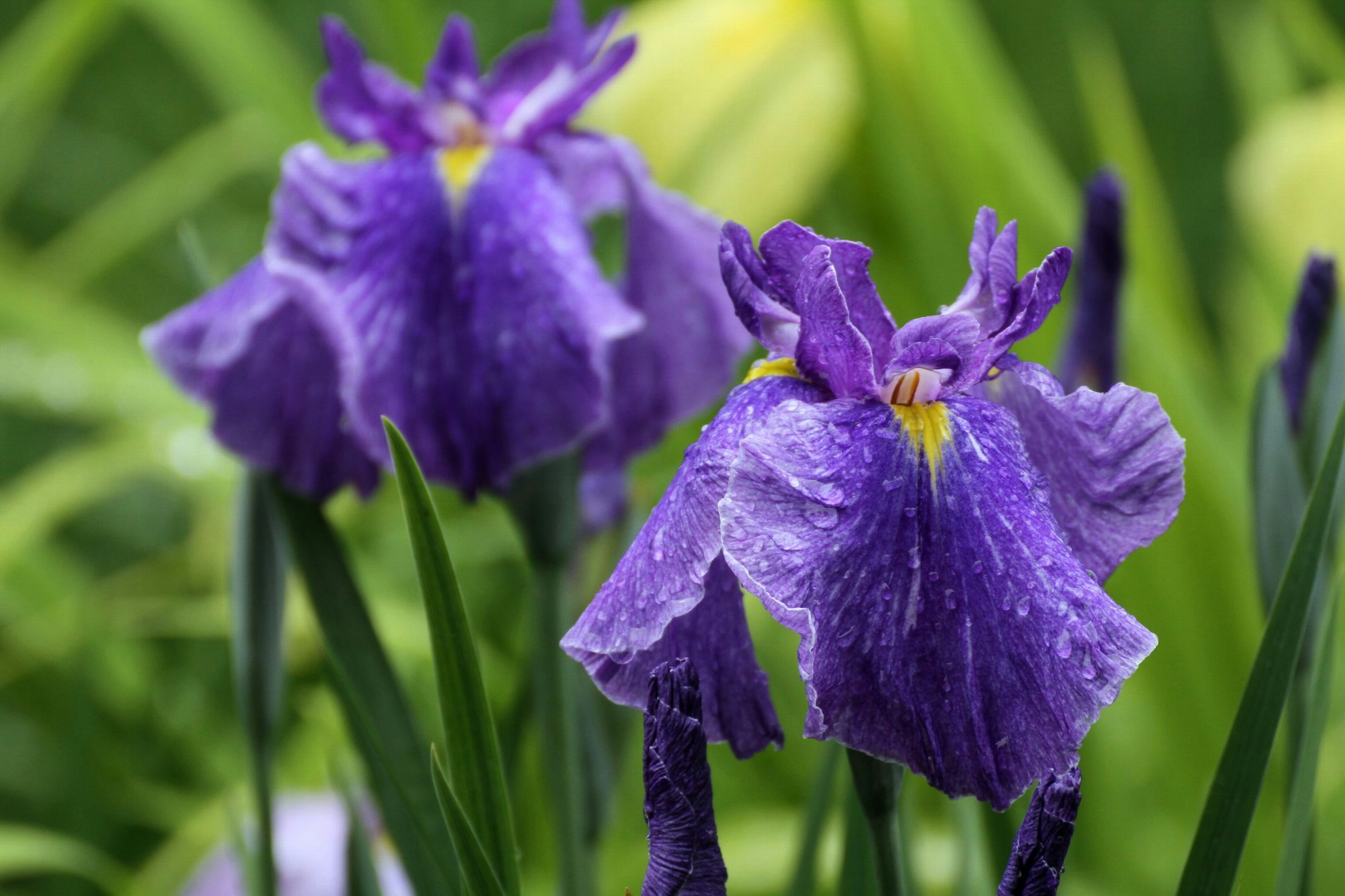 Fiori di iris viola che fioriscono tra le foglie verdi