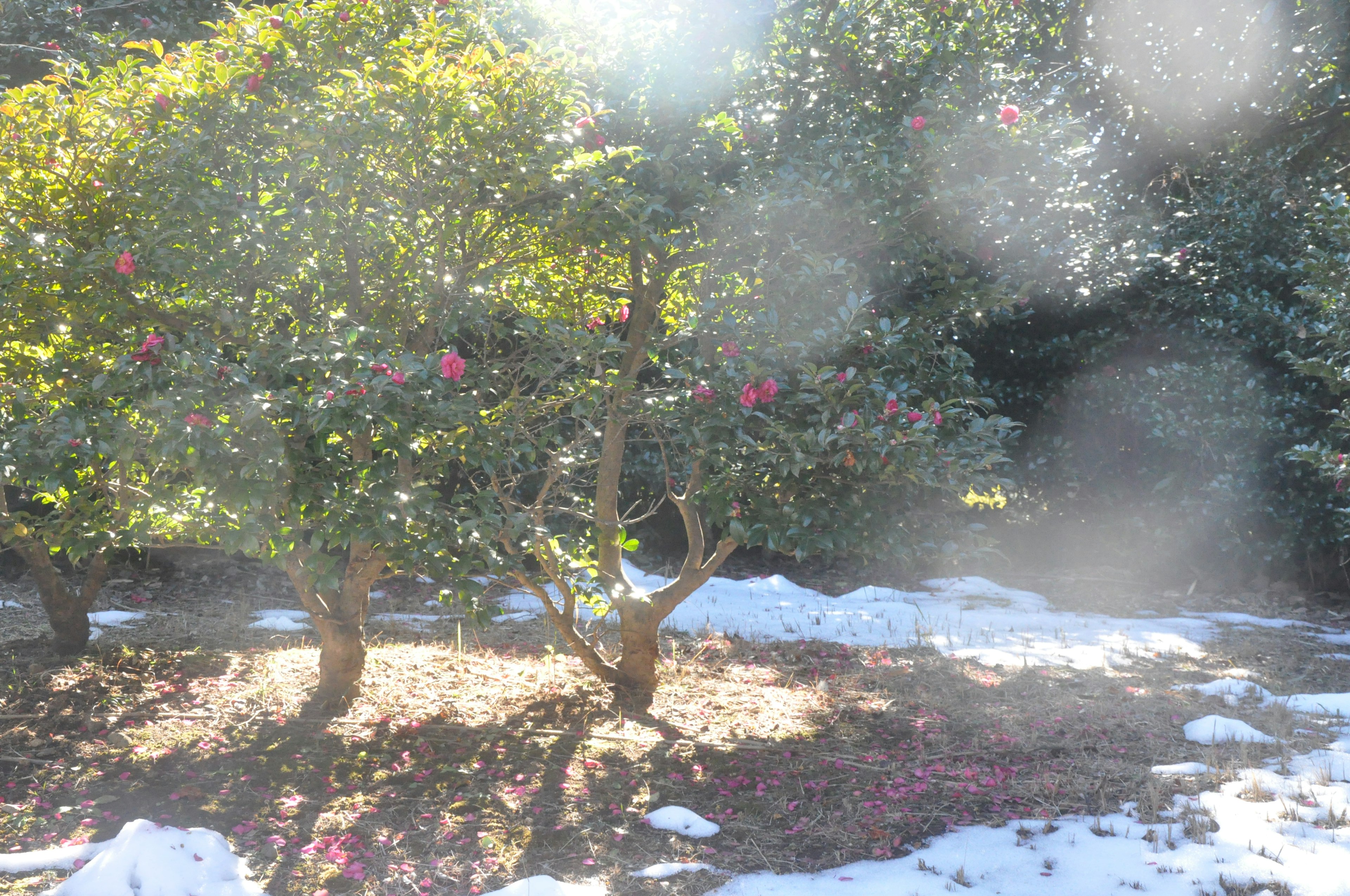 Kamelienbäume mit rosa Blüten und grünen Blättern in einem verschneiten Garten